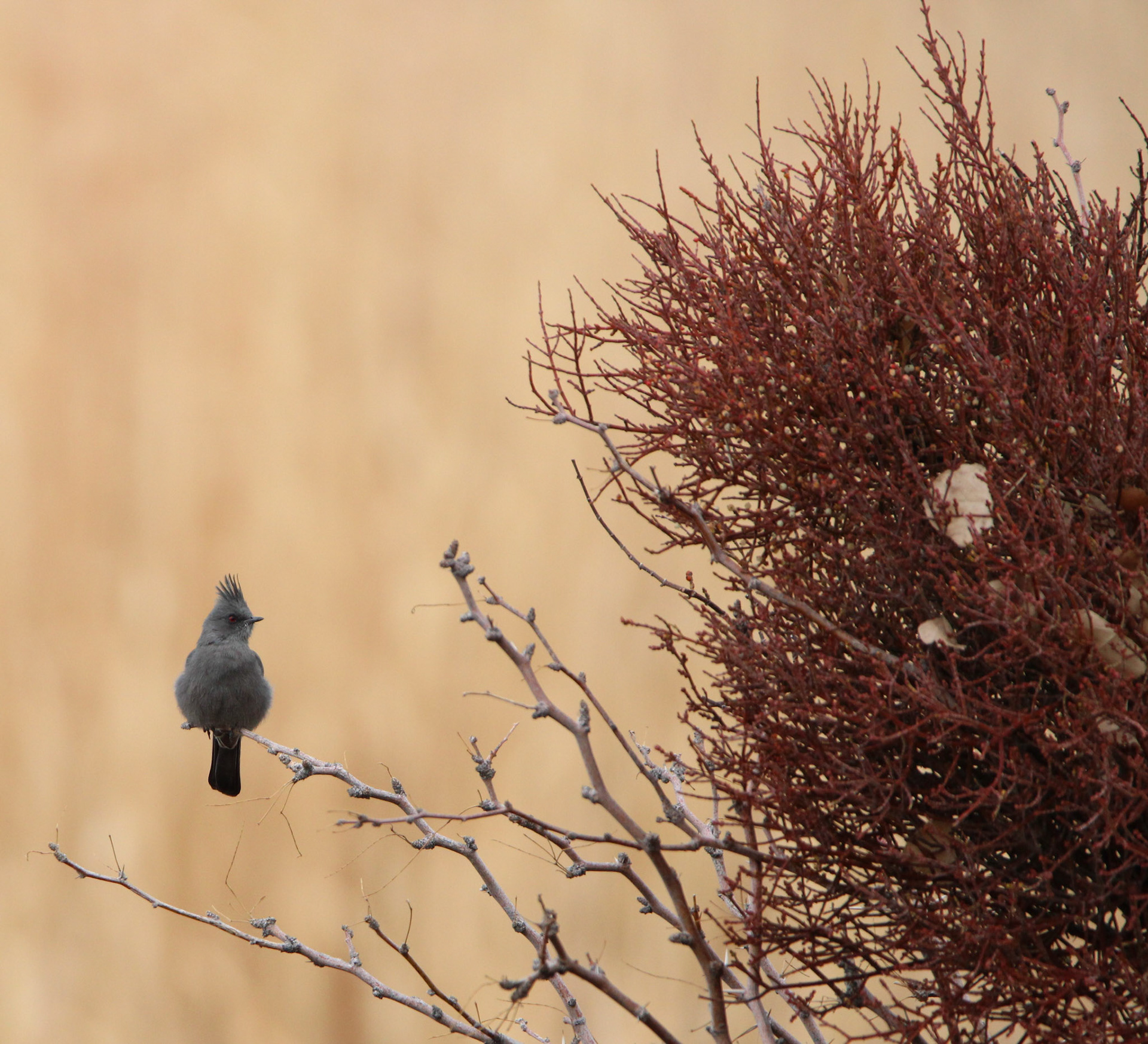 Phainopepla