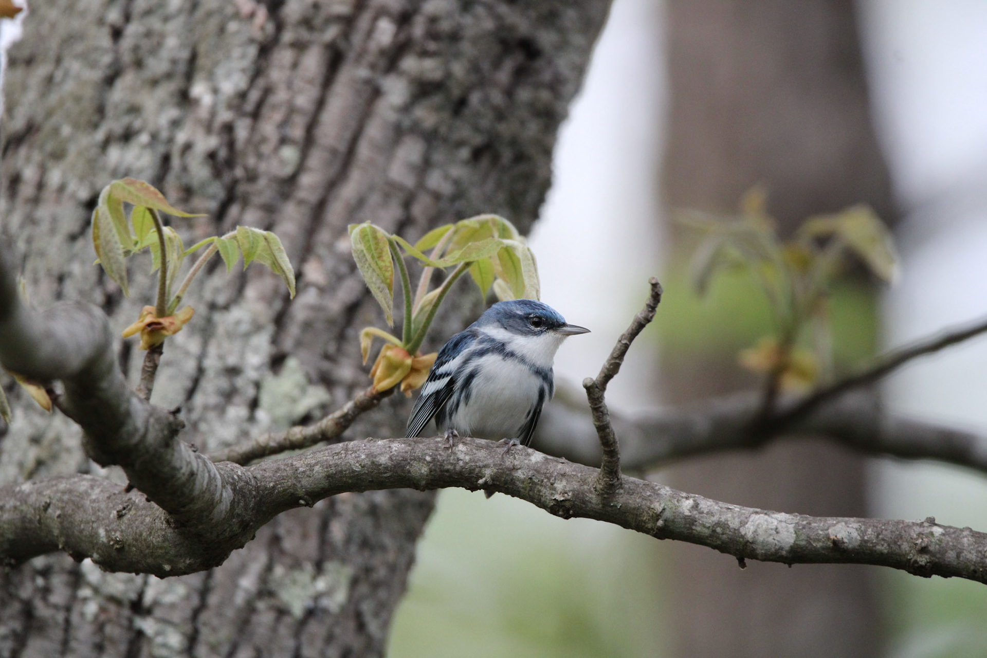 Cerulean Warbler