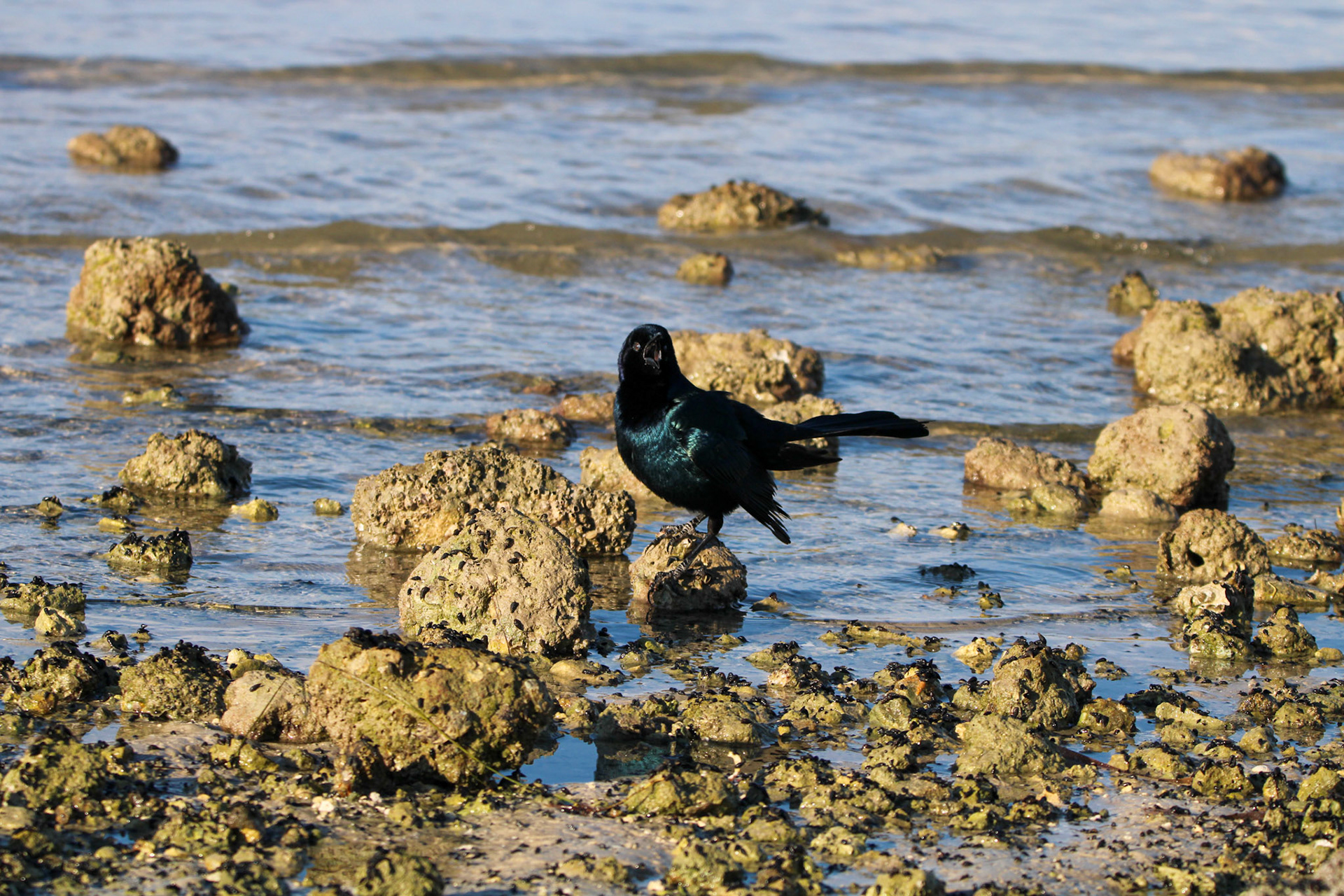Boat-tailed Grackle