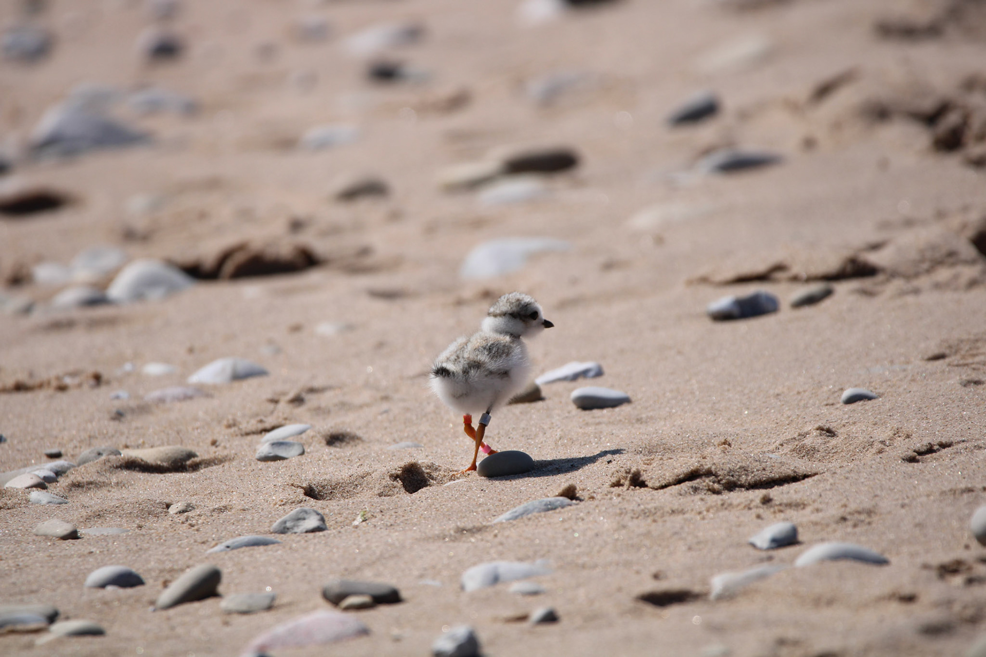 Piping  Plover