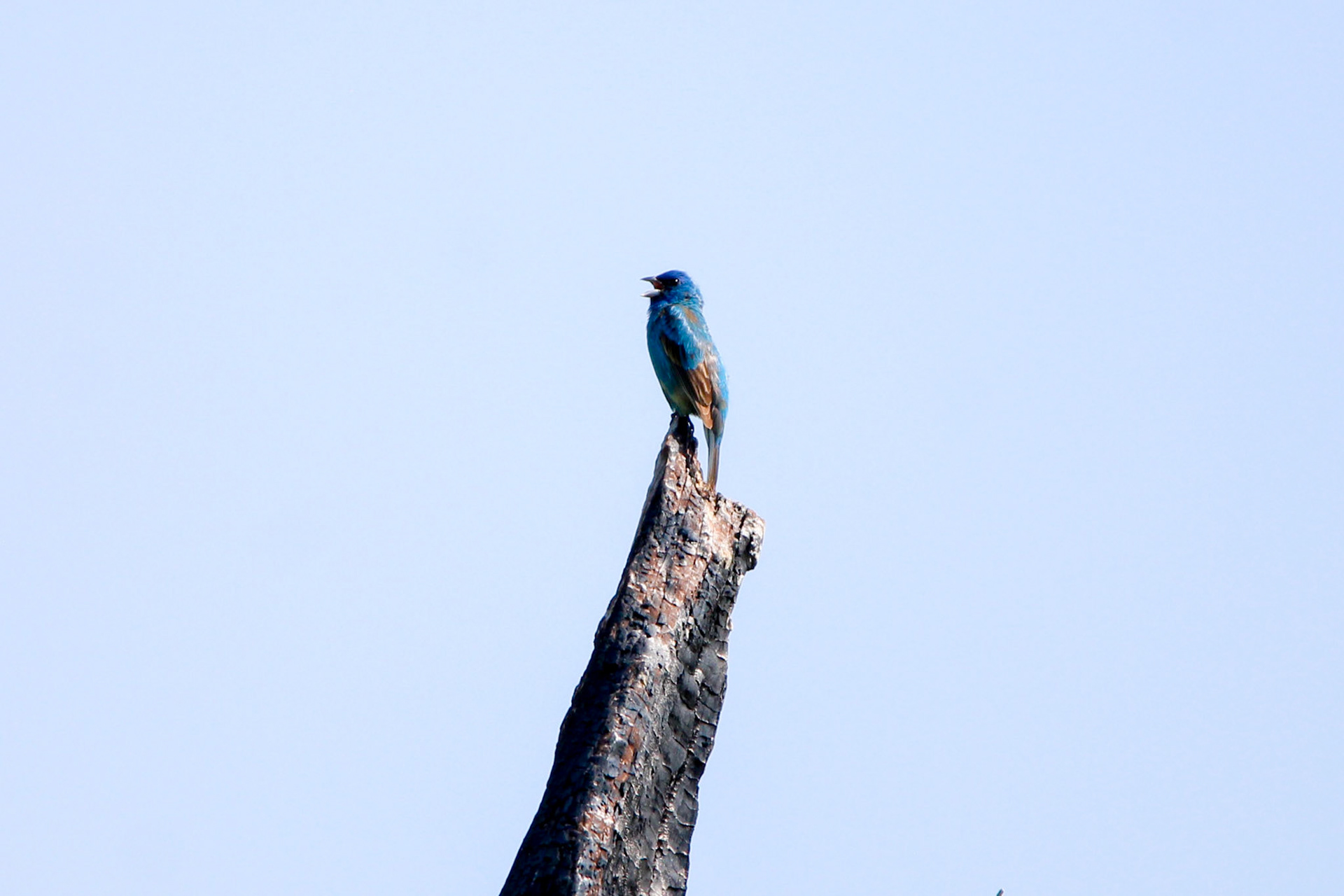 Indigo Bunting - Sterling State Park