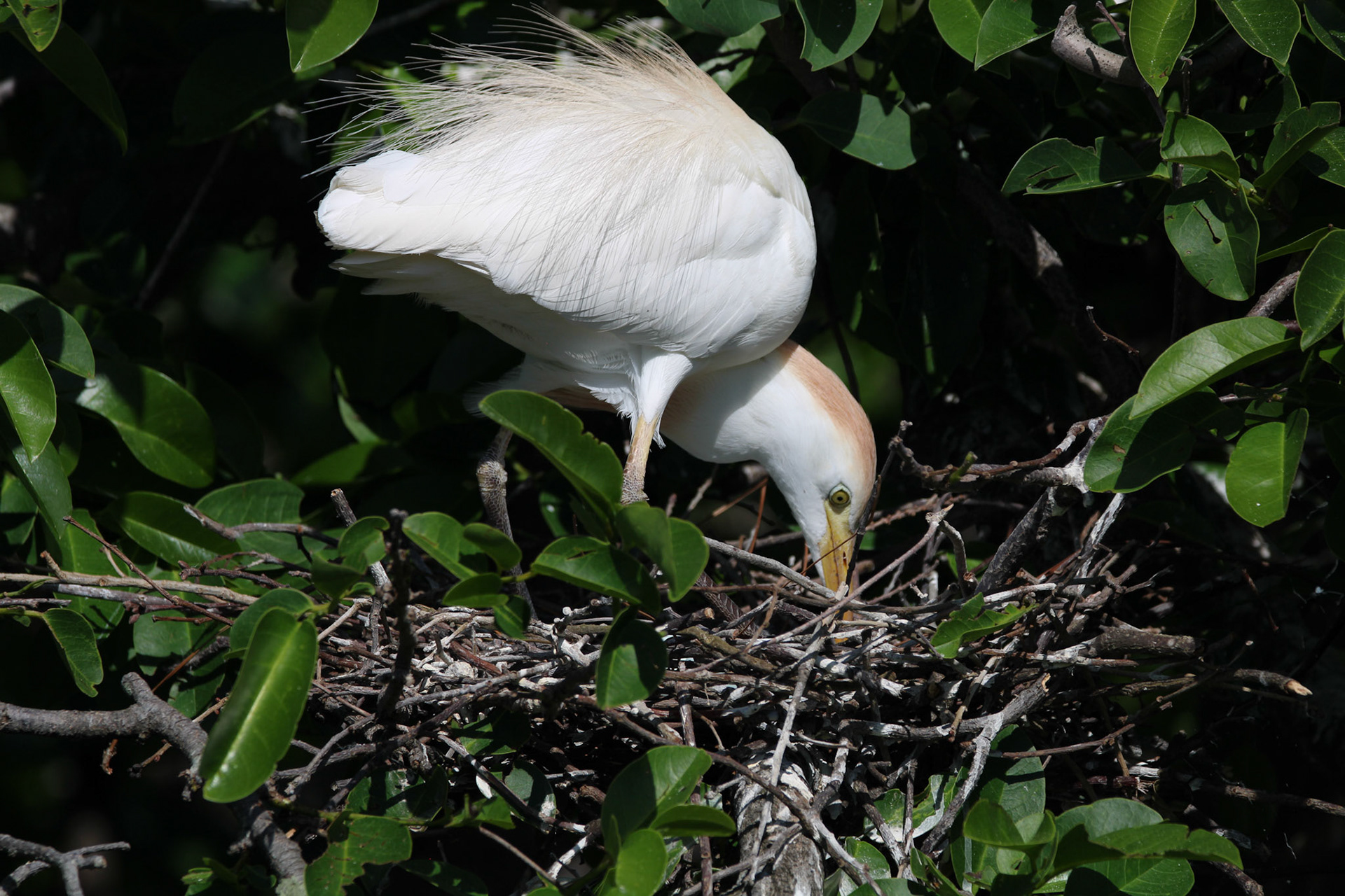Cattle Egret - Wakodahatchee Wetlands