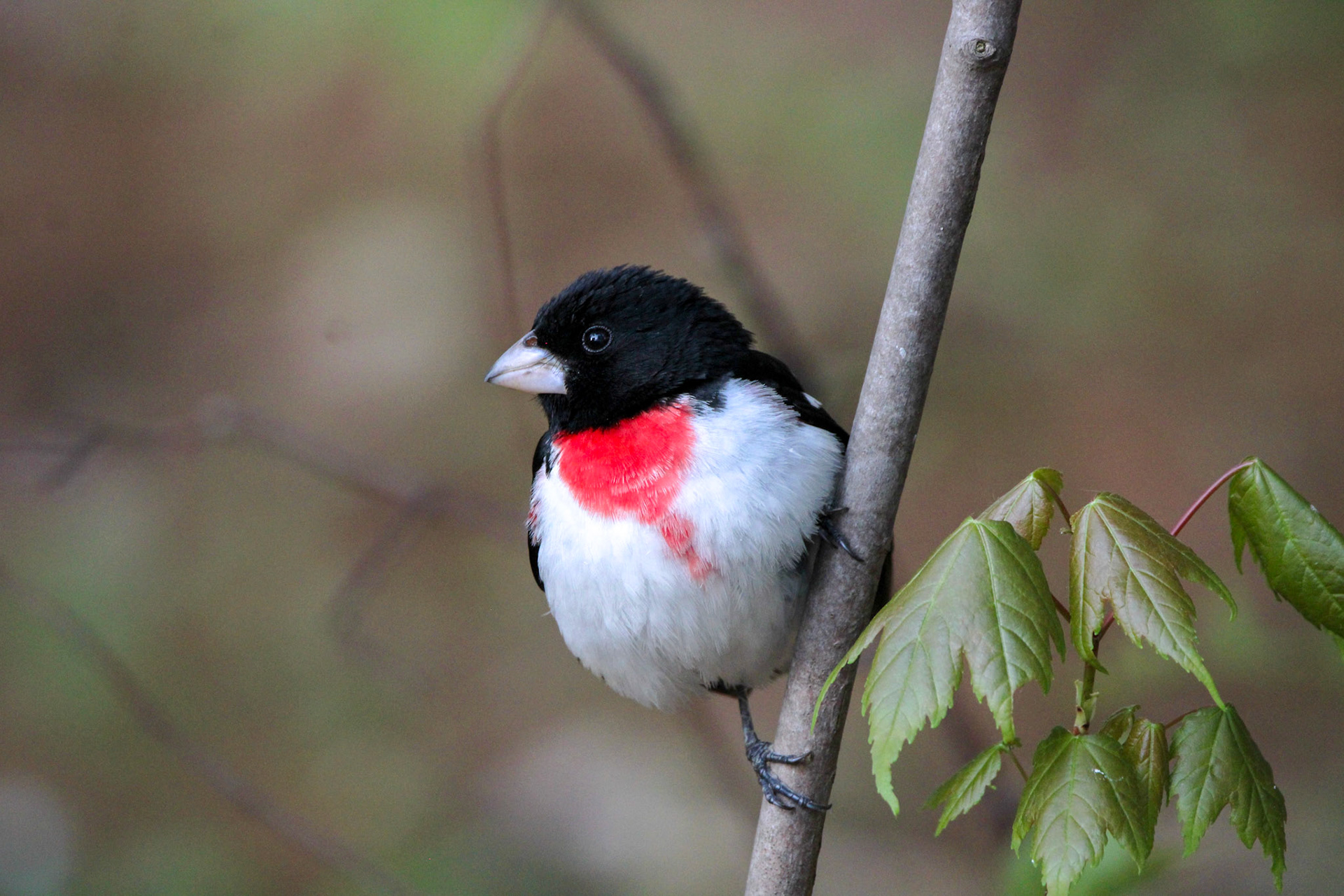 Rose-breasted Grosbeak