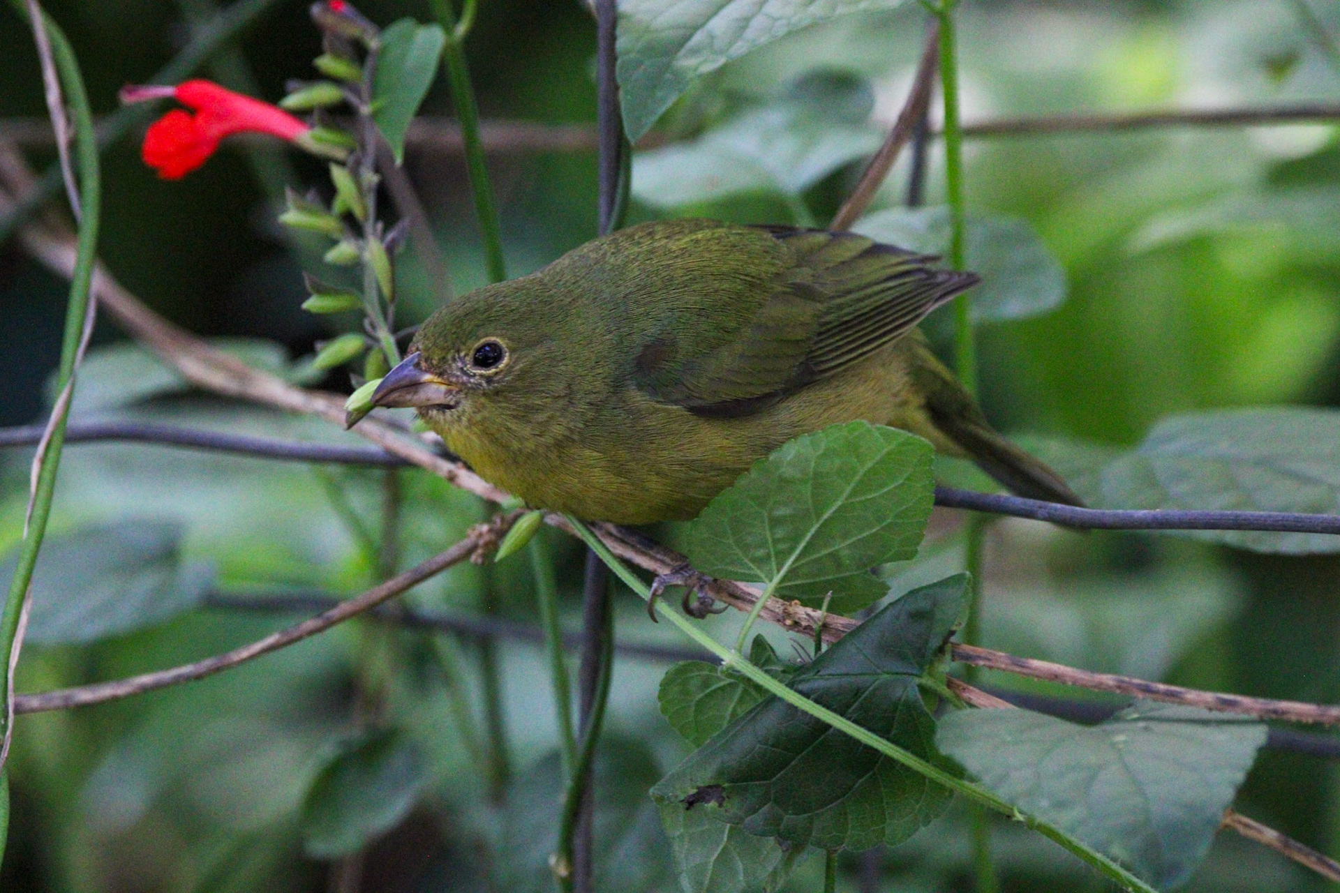 Painted Bunting - Green Cay Wetlands