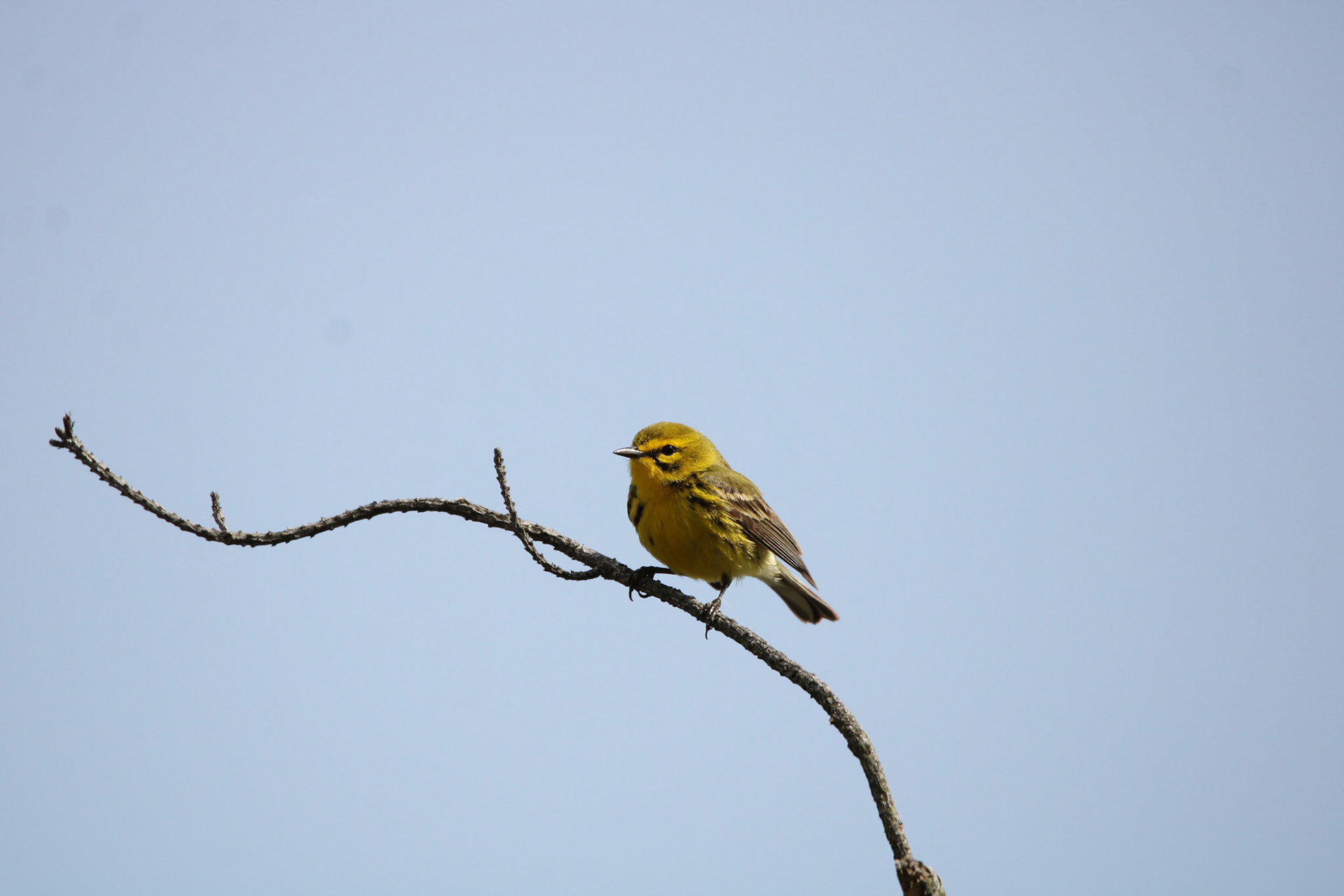 Prairie Warbler