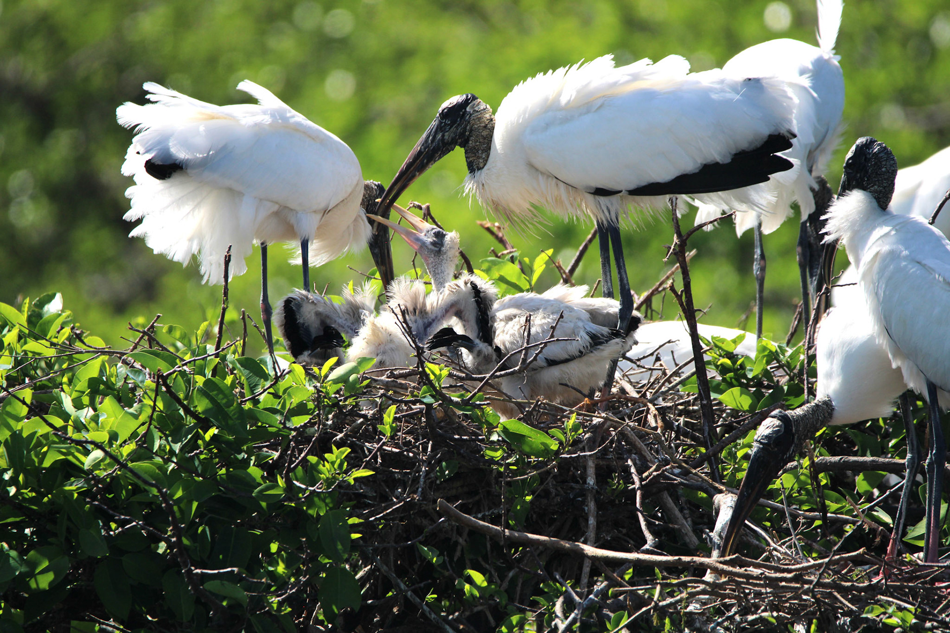 Wood Stork - Wakodahatchee Wetlands