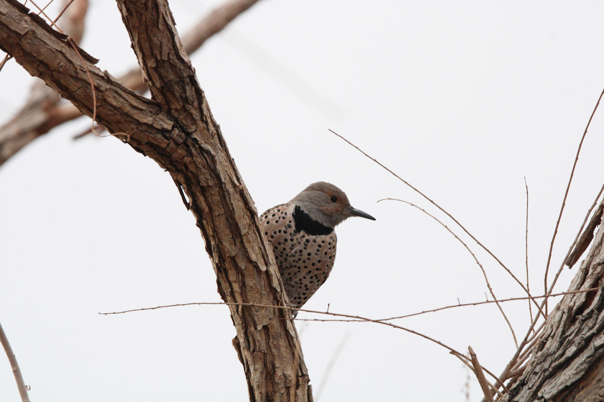 Northern Flicker
