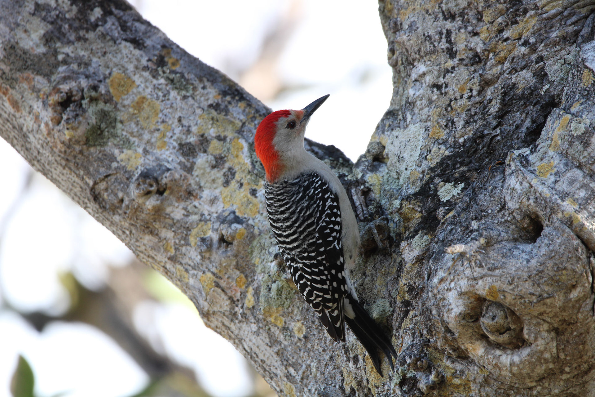 Red-bellied Woodpecker