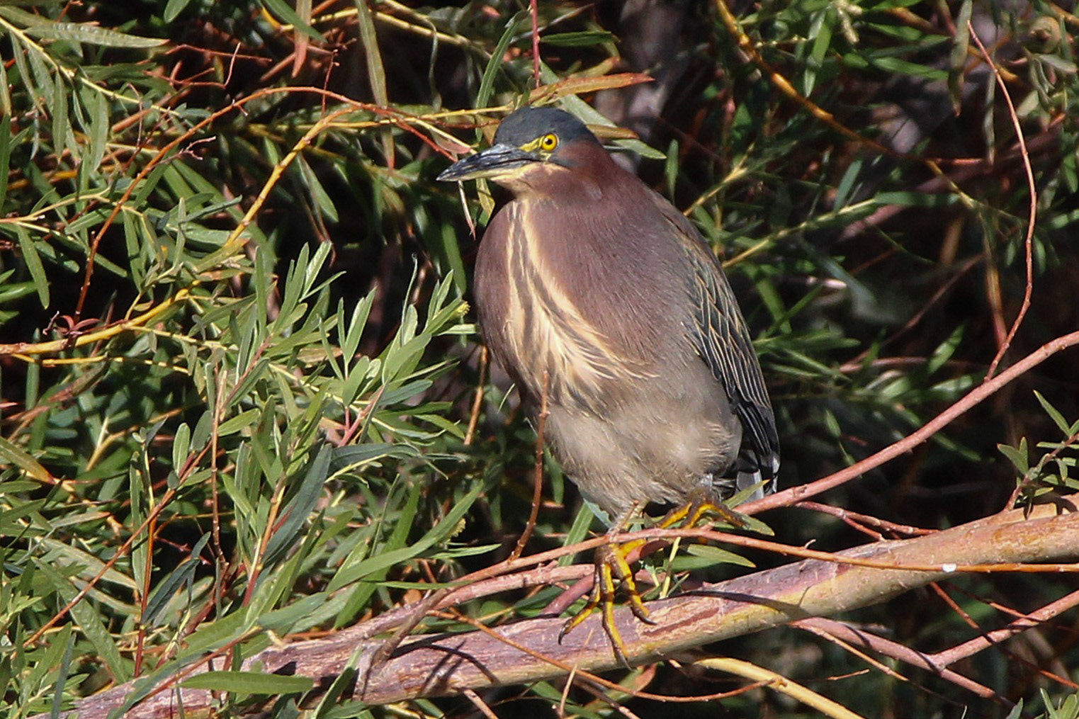 Green Heron