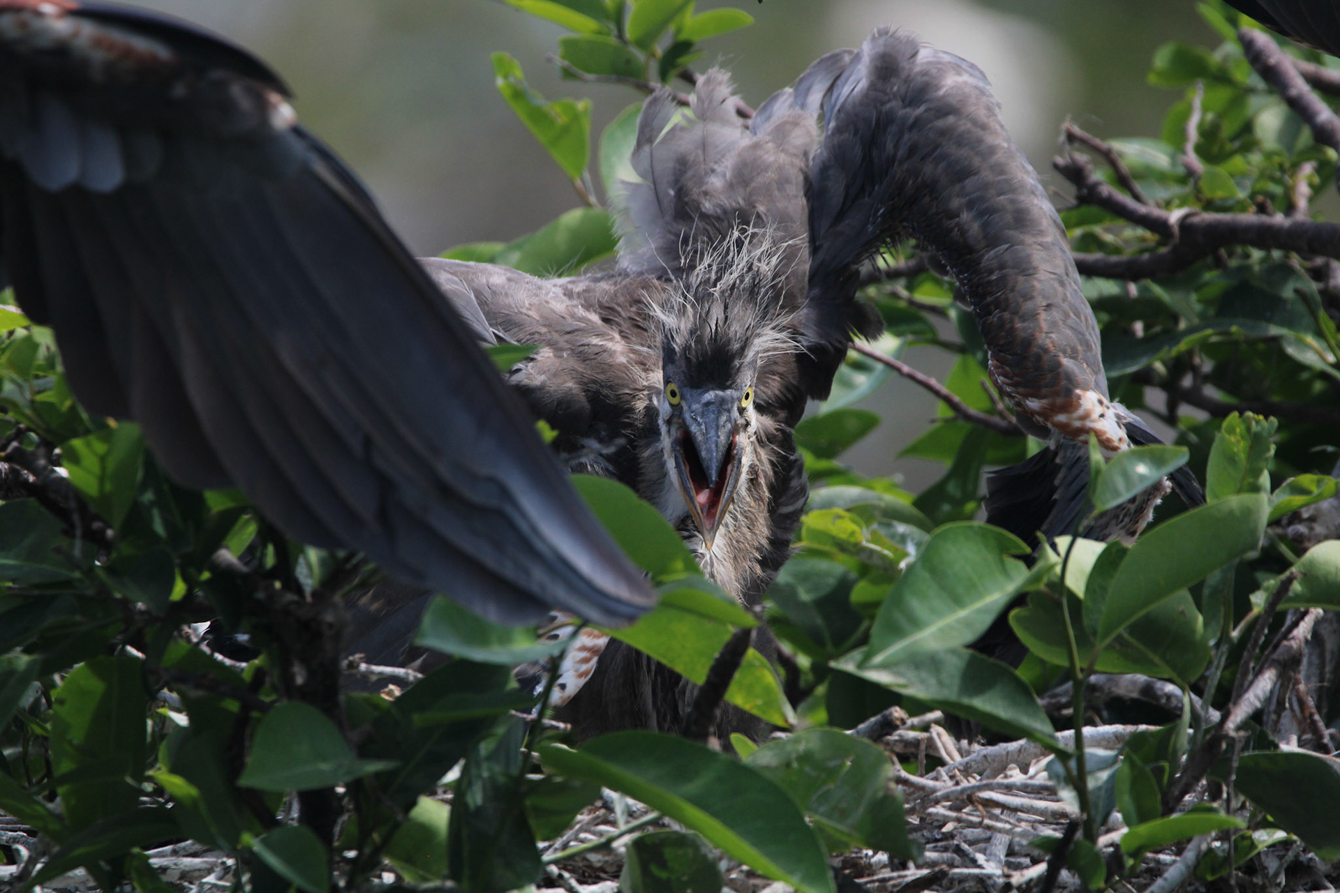 Great Blue Heron - Wakodahatchee Wetlands