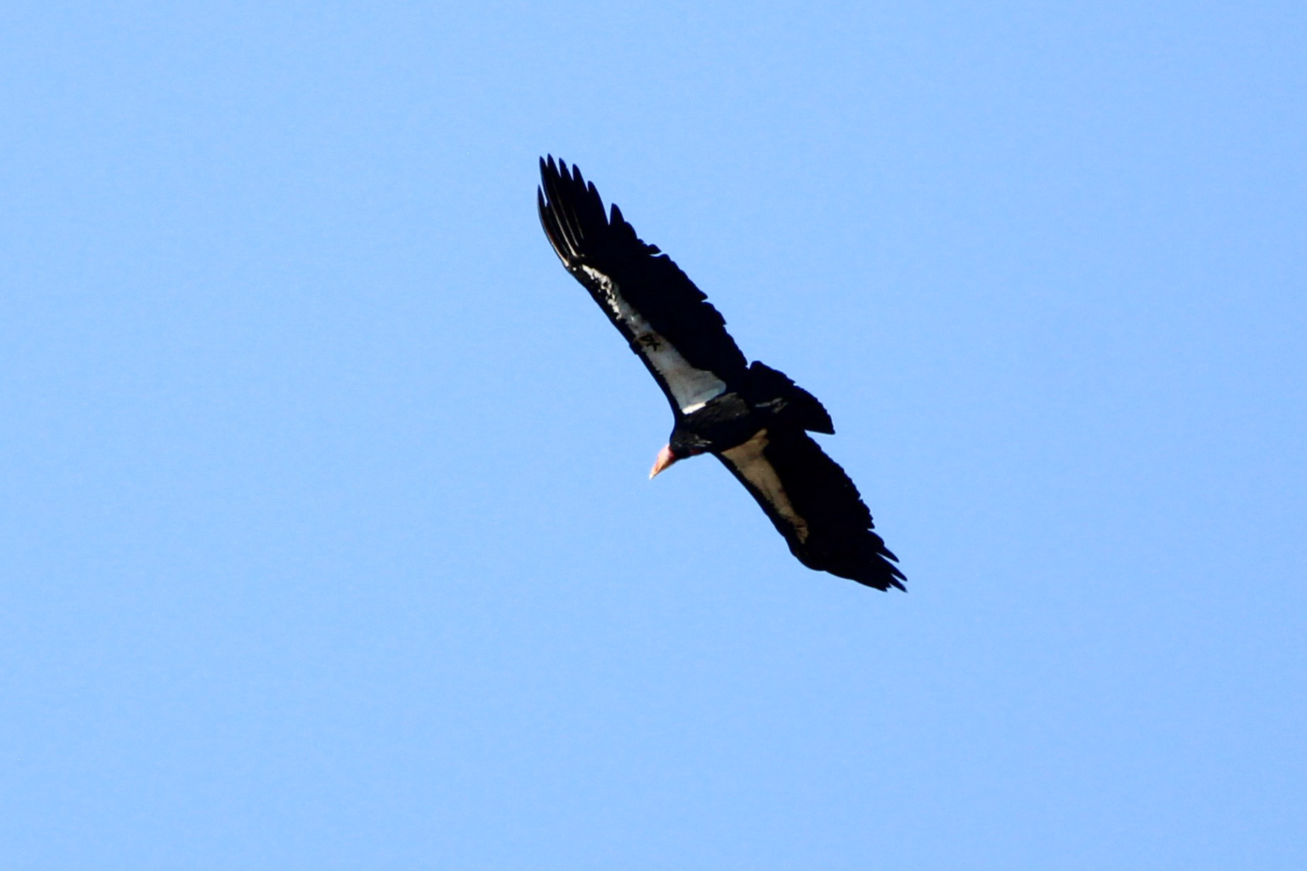 California Condor - Pinnacles National Park