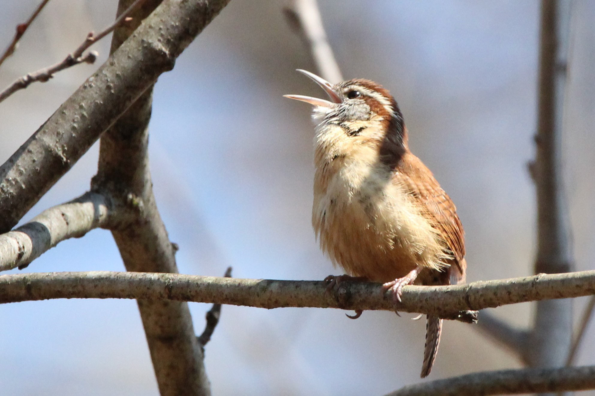 Carolina Wren