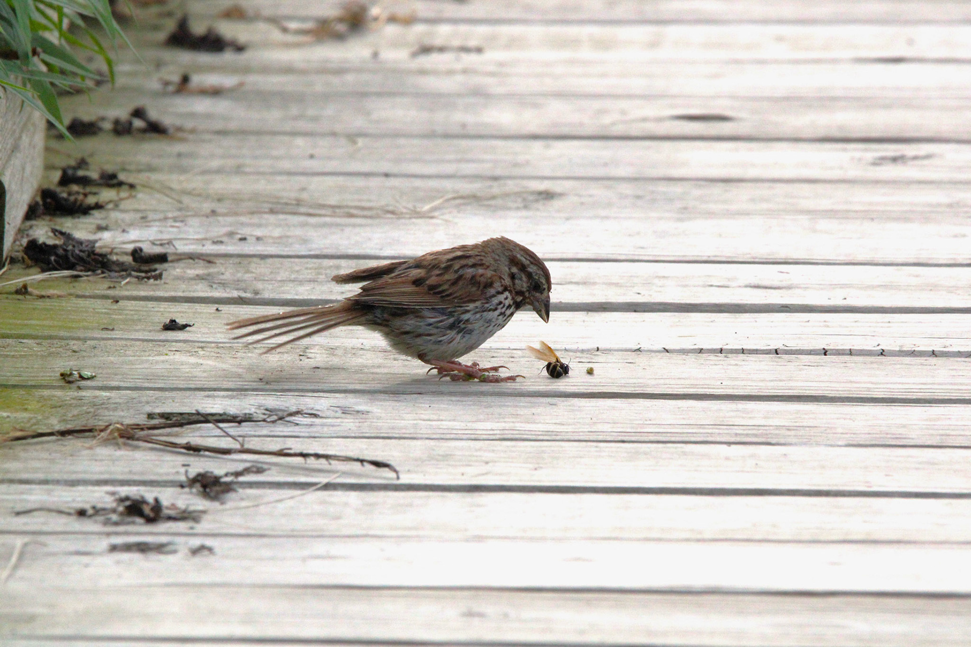 Song Sparrow