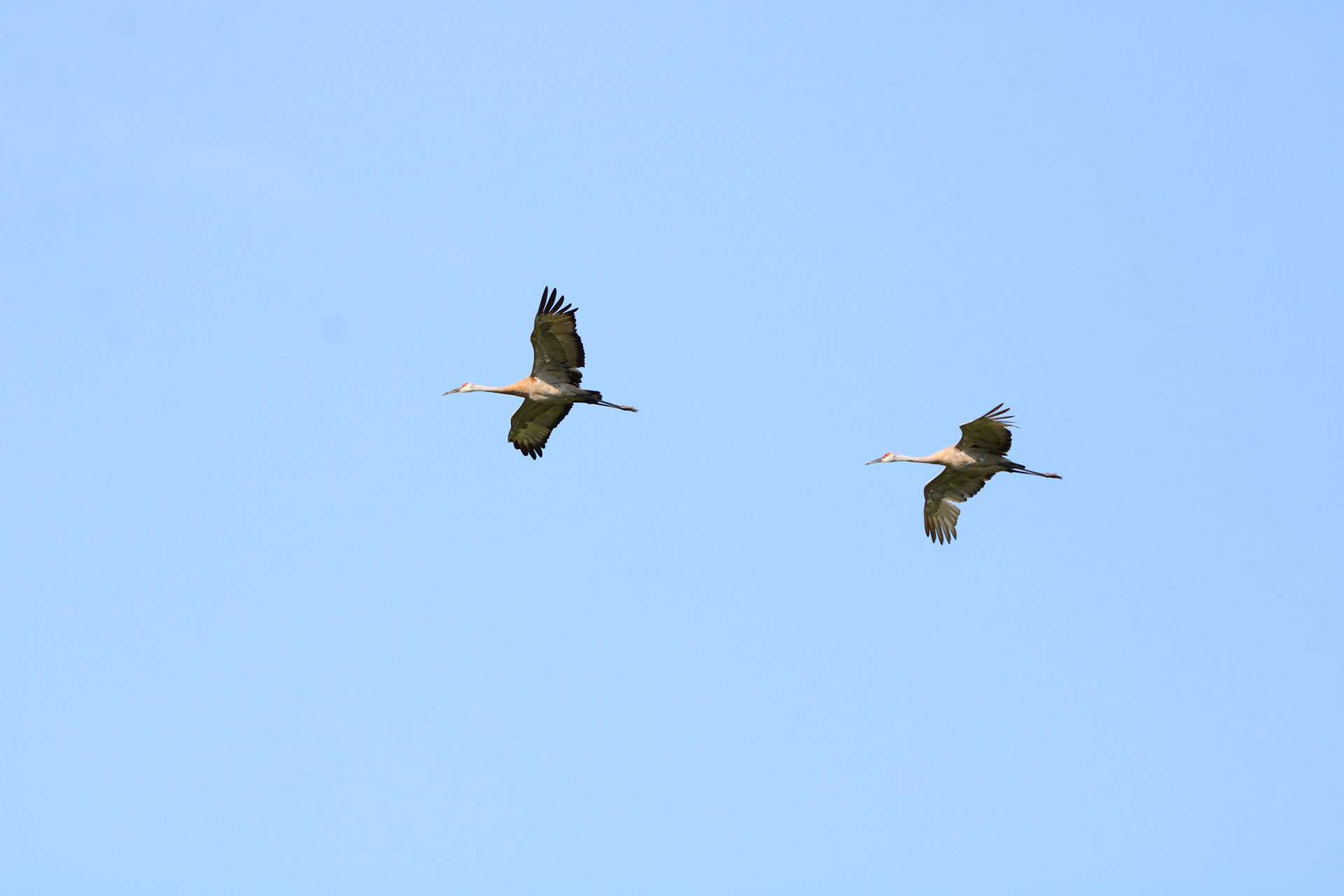 Sandhill Crane