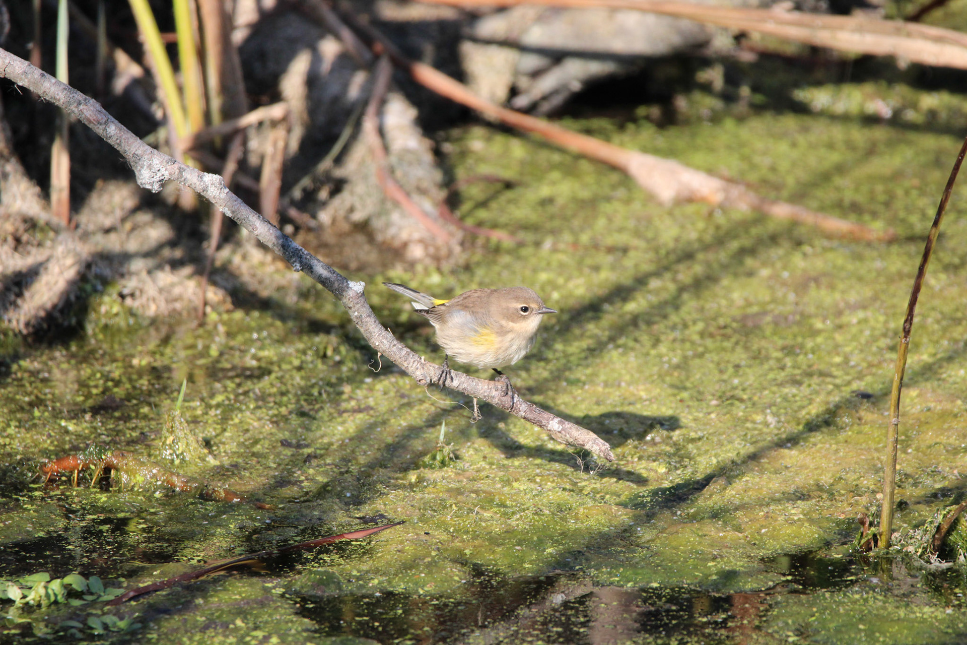 Yellow-rumped Warbler