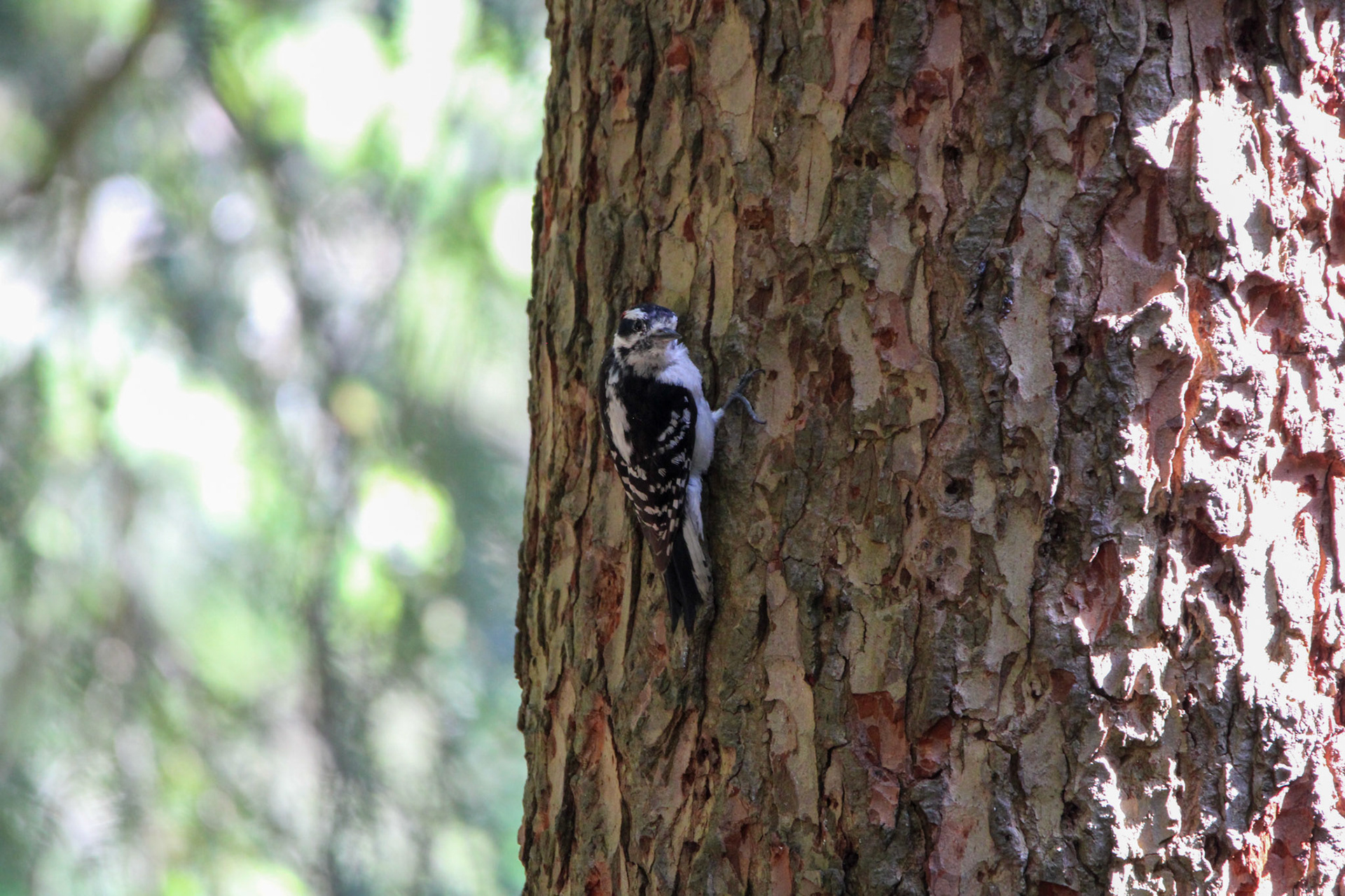 Downy Woodpecker - Hartwick Pines State Park