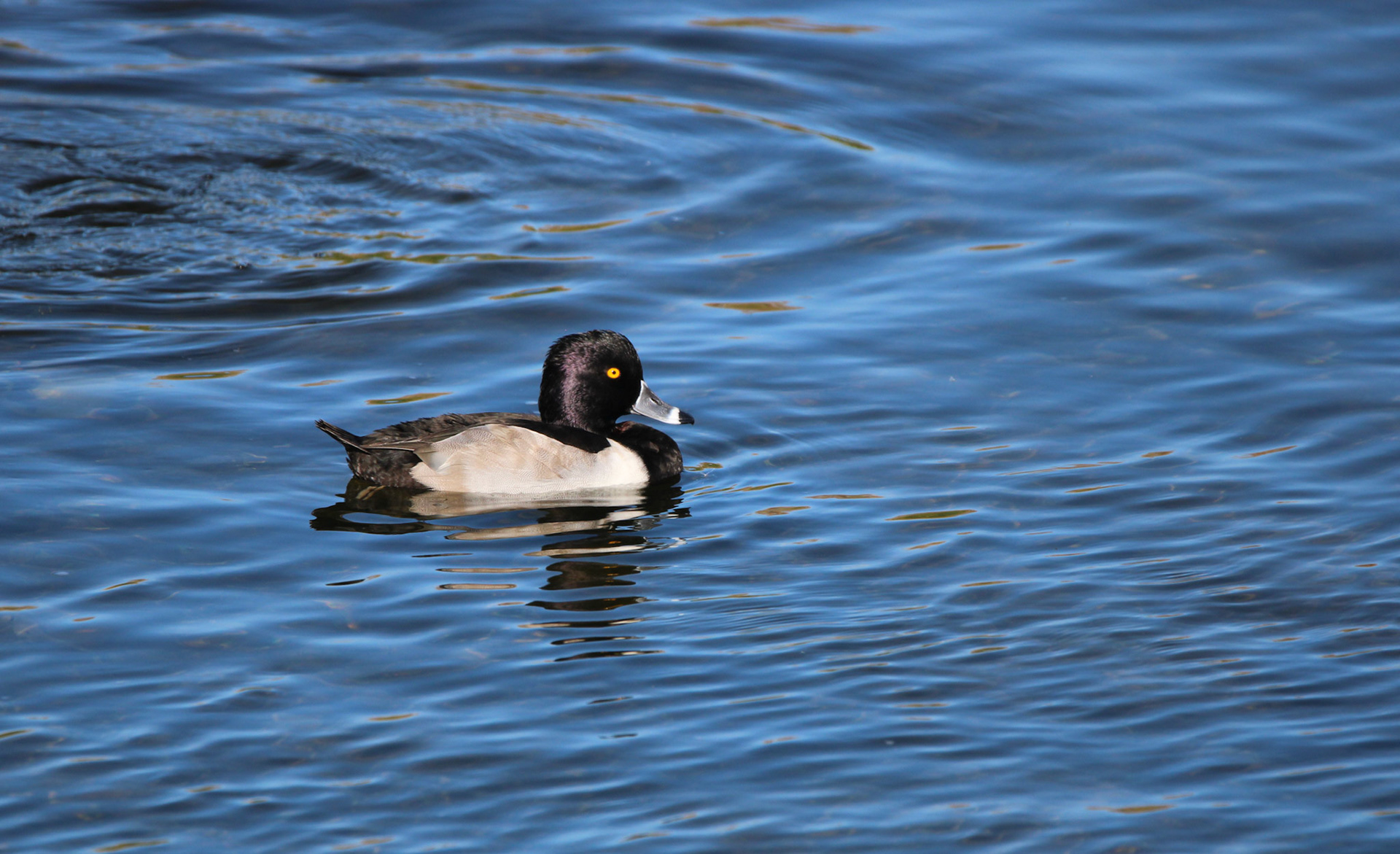 Ring-necked Duck