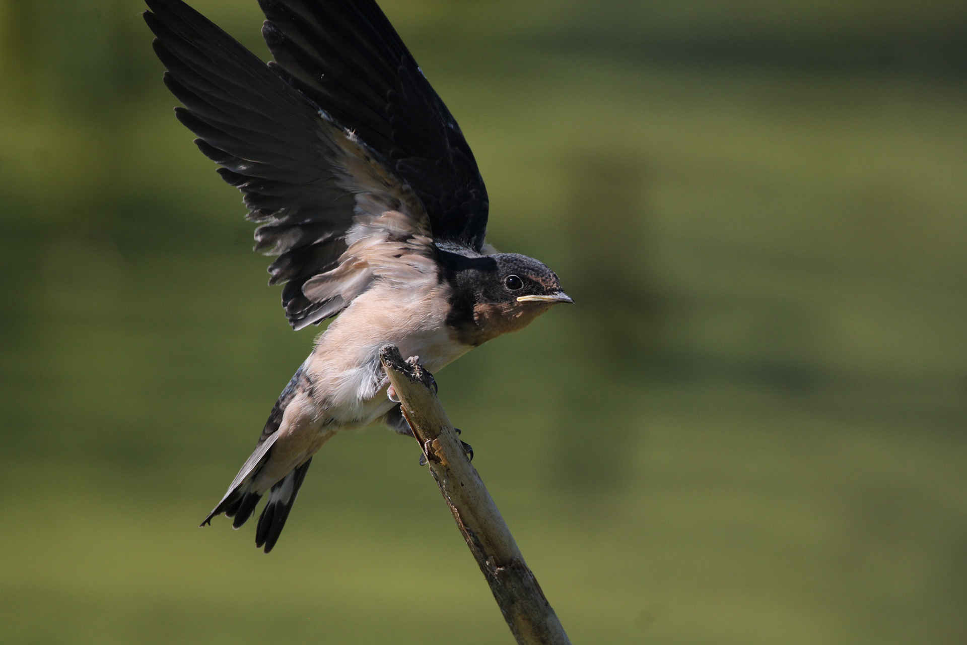 Barn Swallow