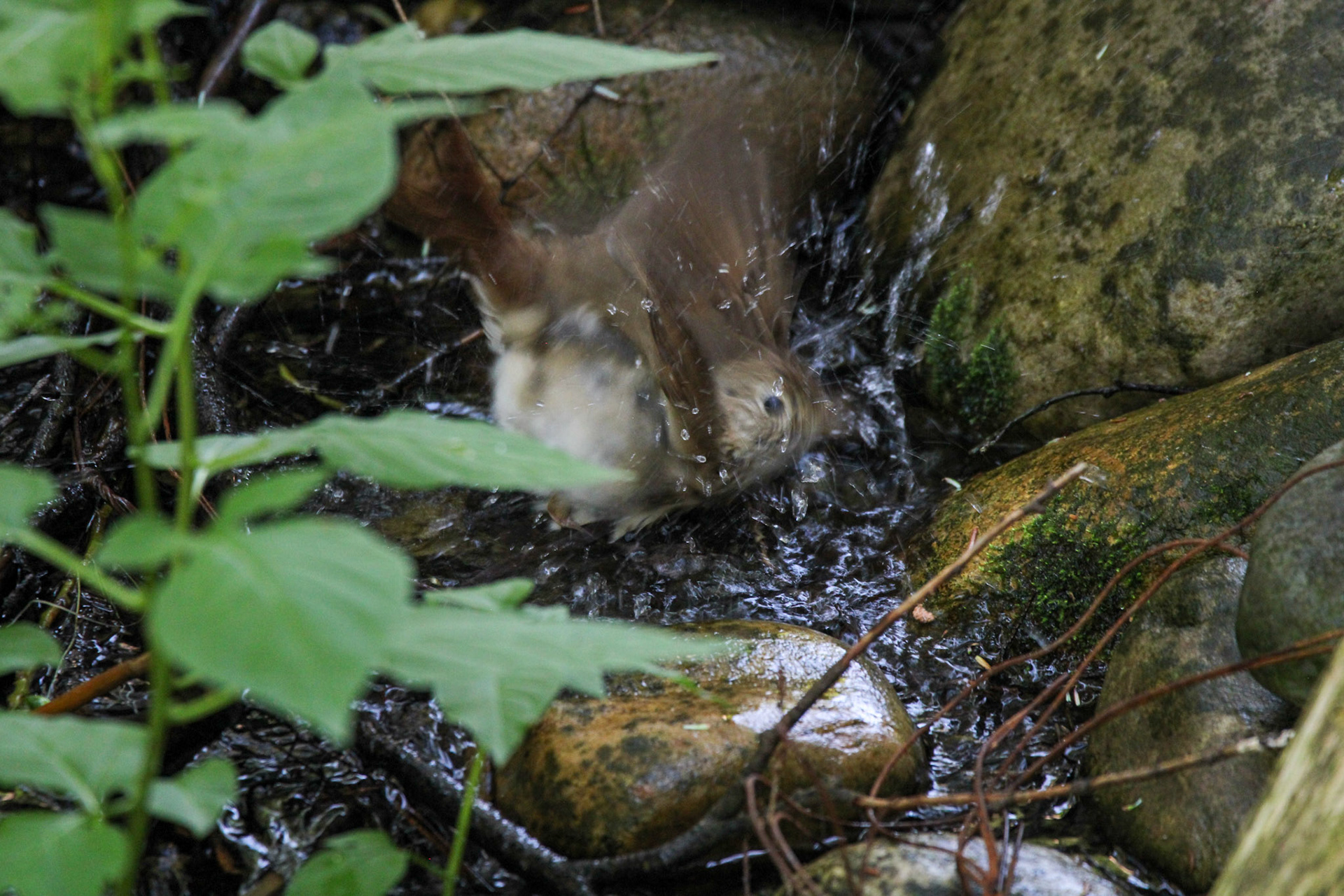 Hermit Thrush - Hartwick Pines State Park