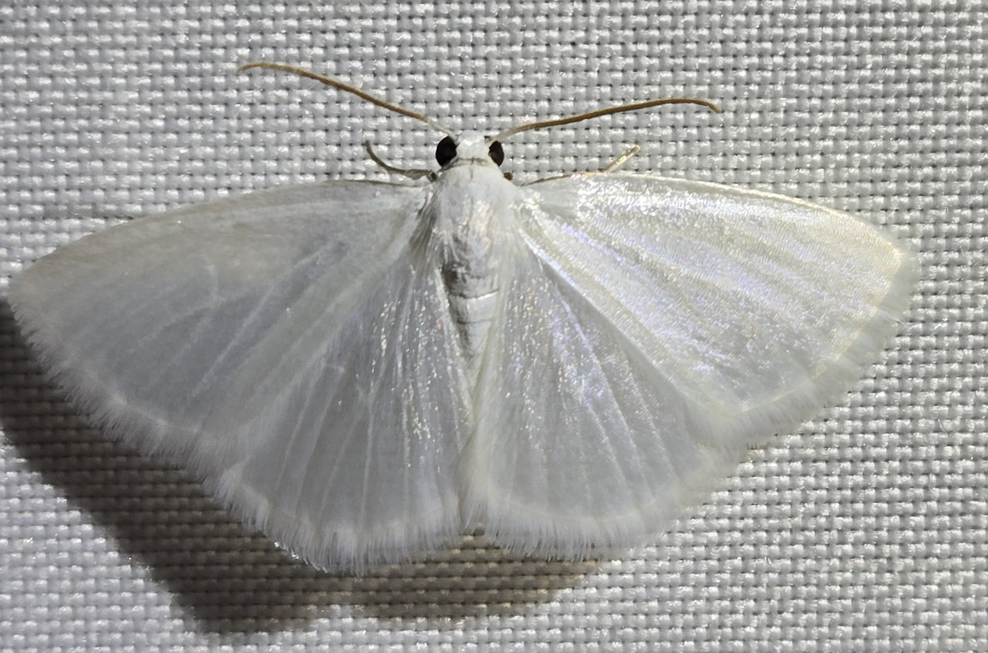 White Spring  Moth