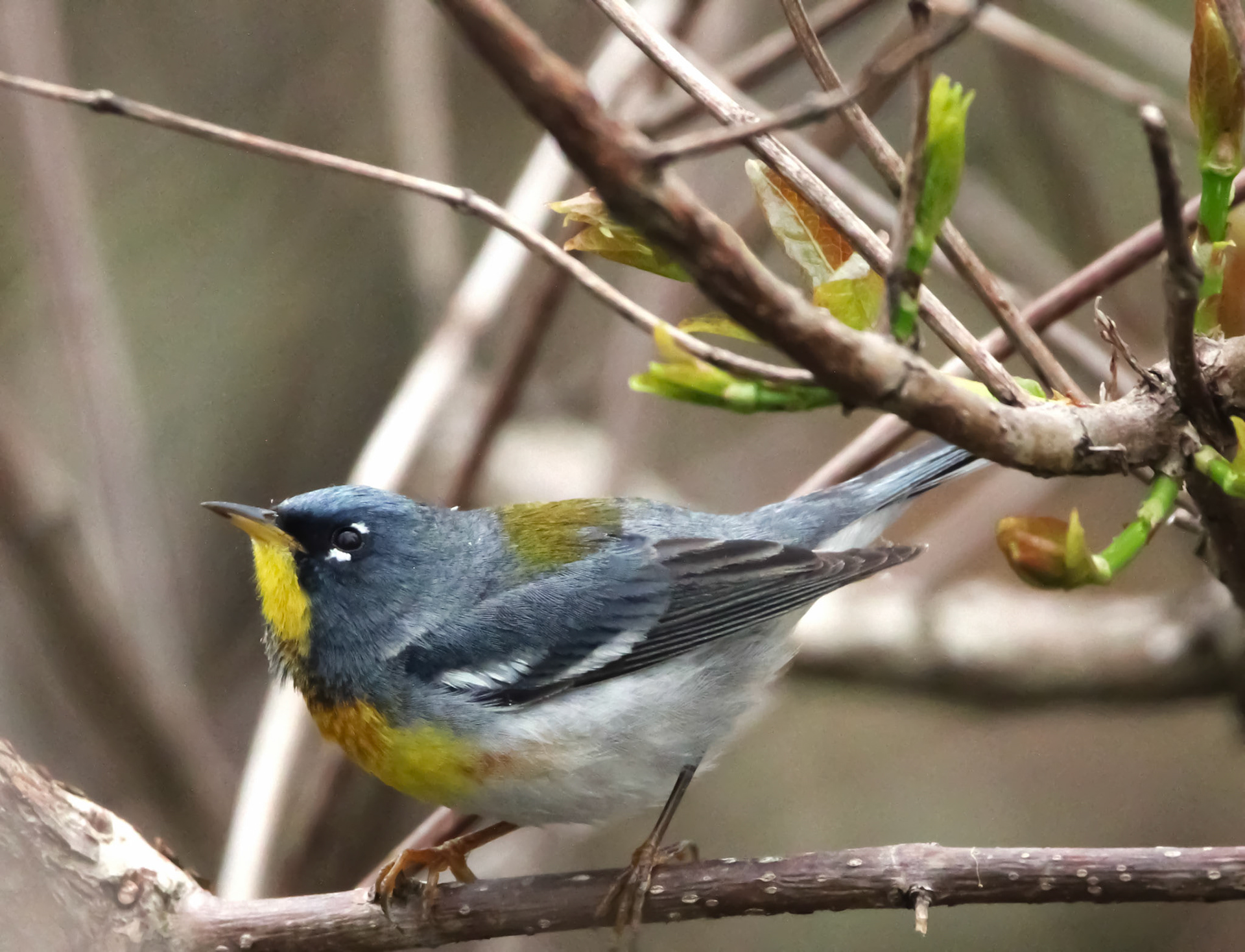 Northern Parula