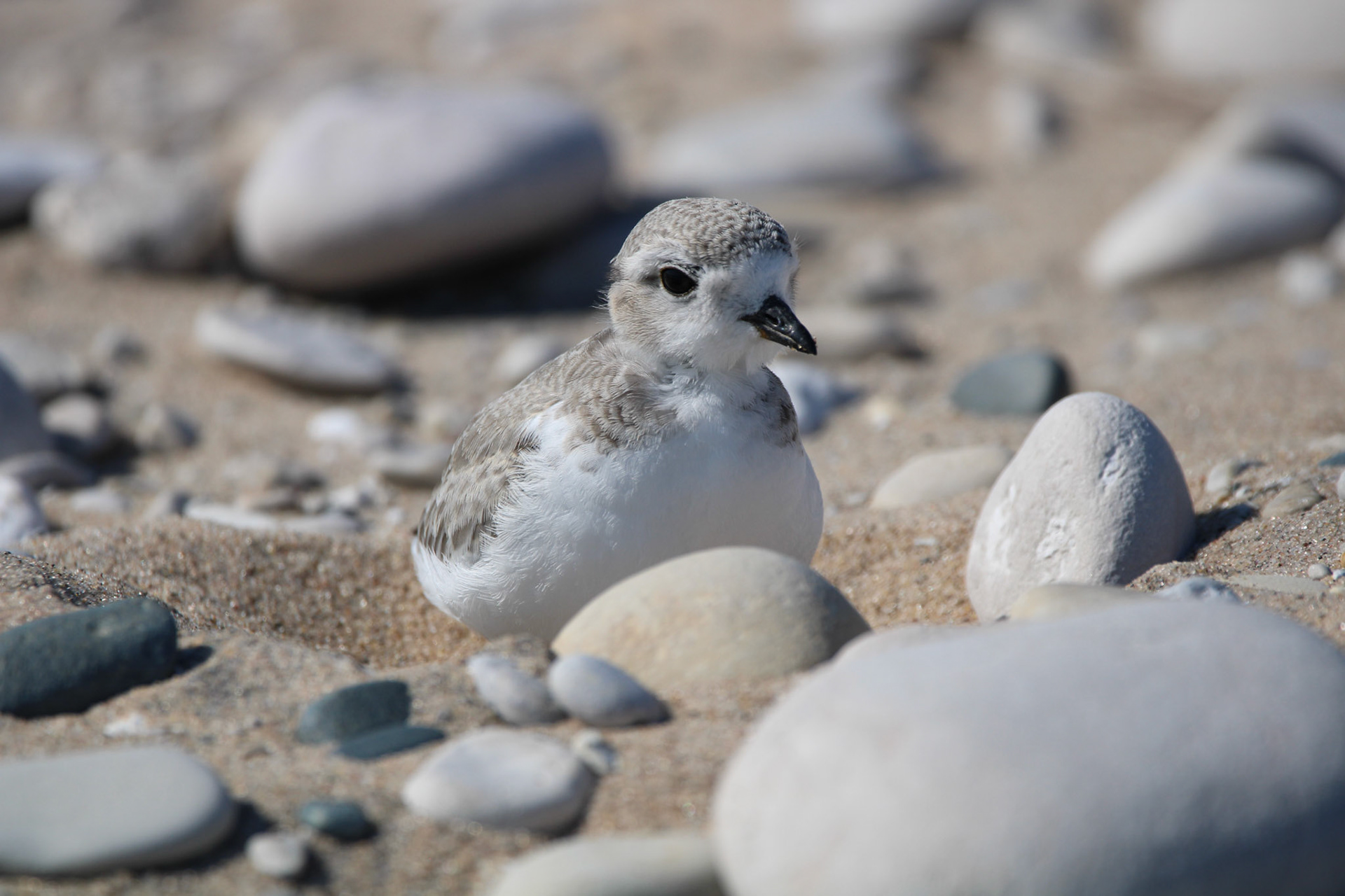 Piping Plover