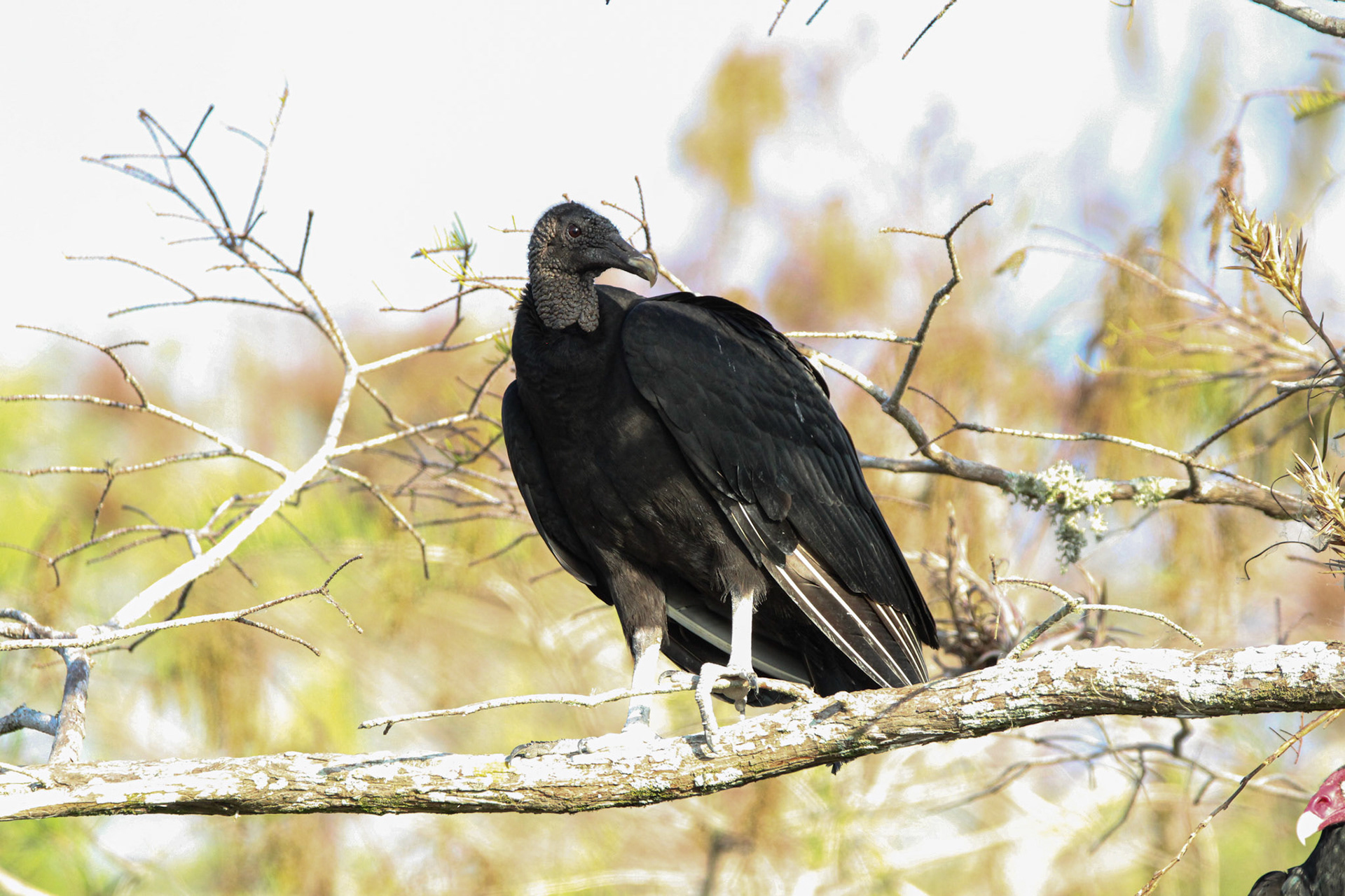 Black Vulture