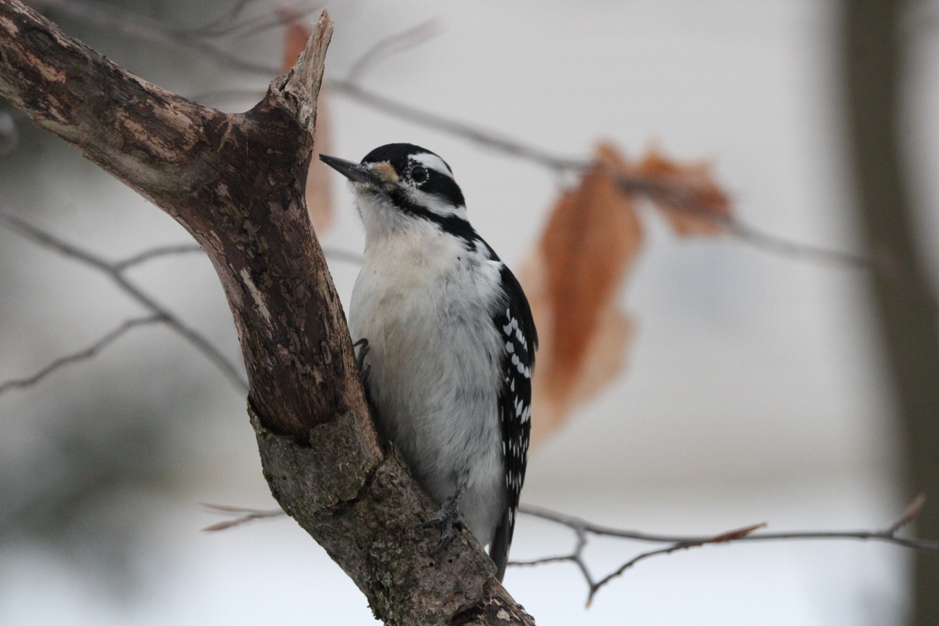 Hairy Woodpecker