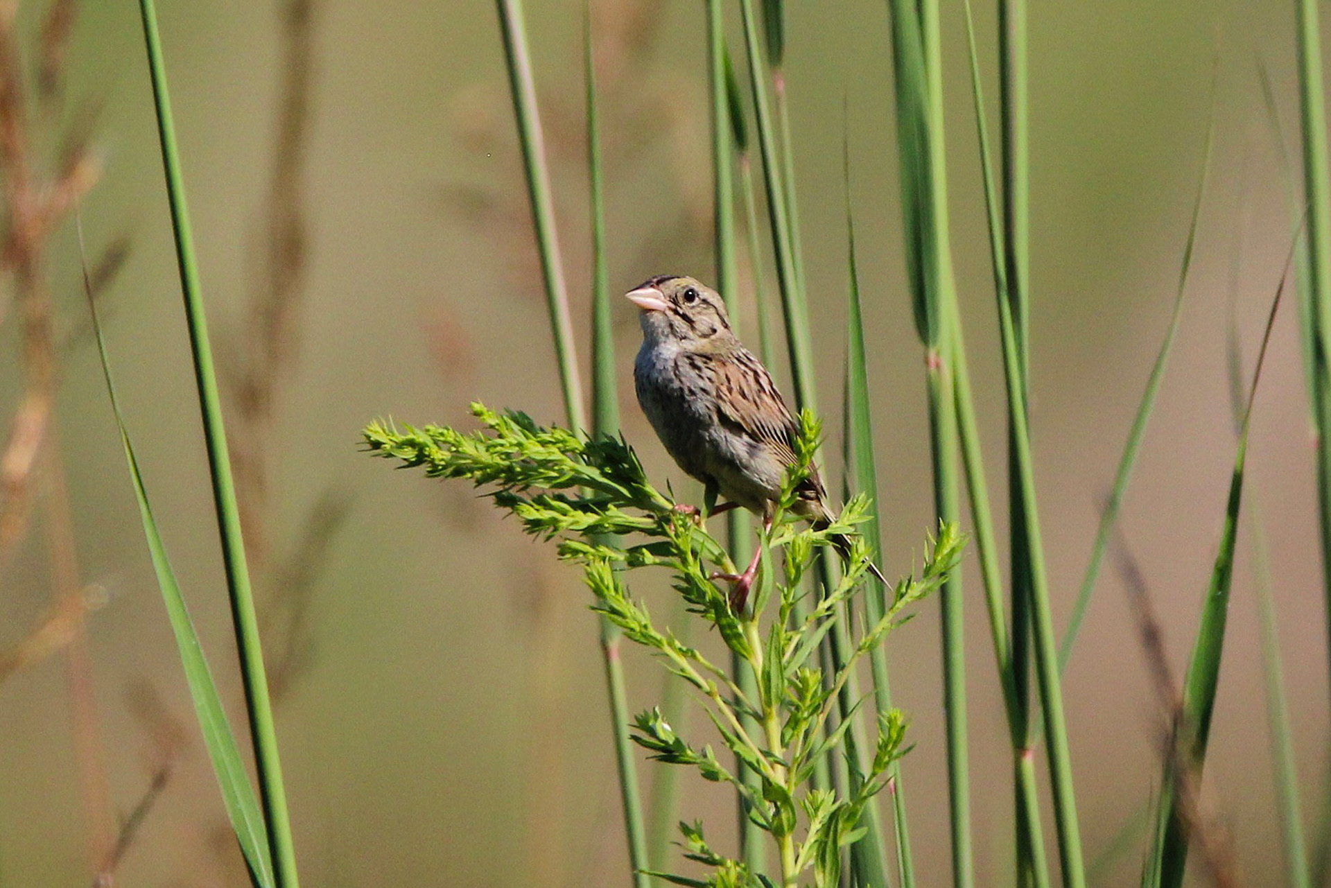 Henslow's Sparrow