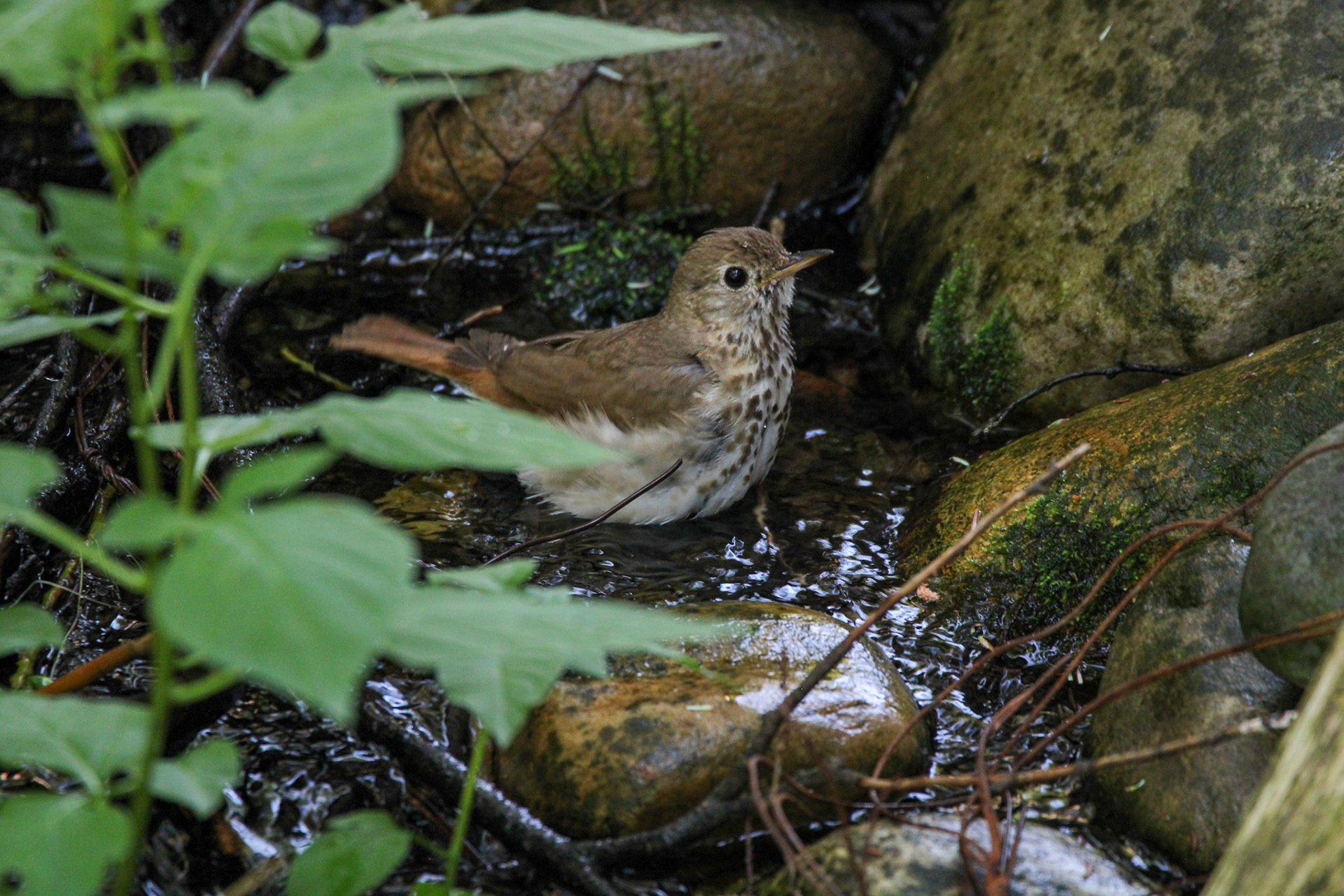Hermit Thrush - Hartwick Pines State Park