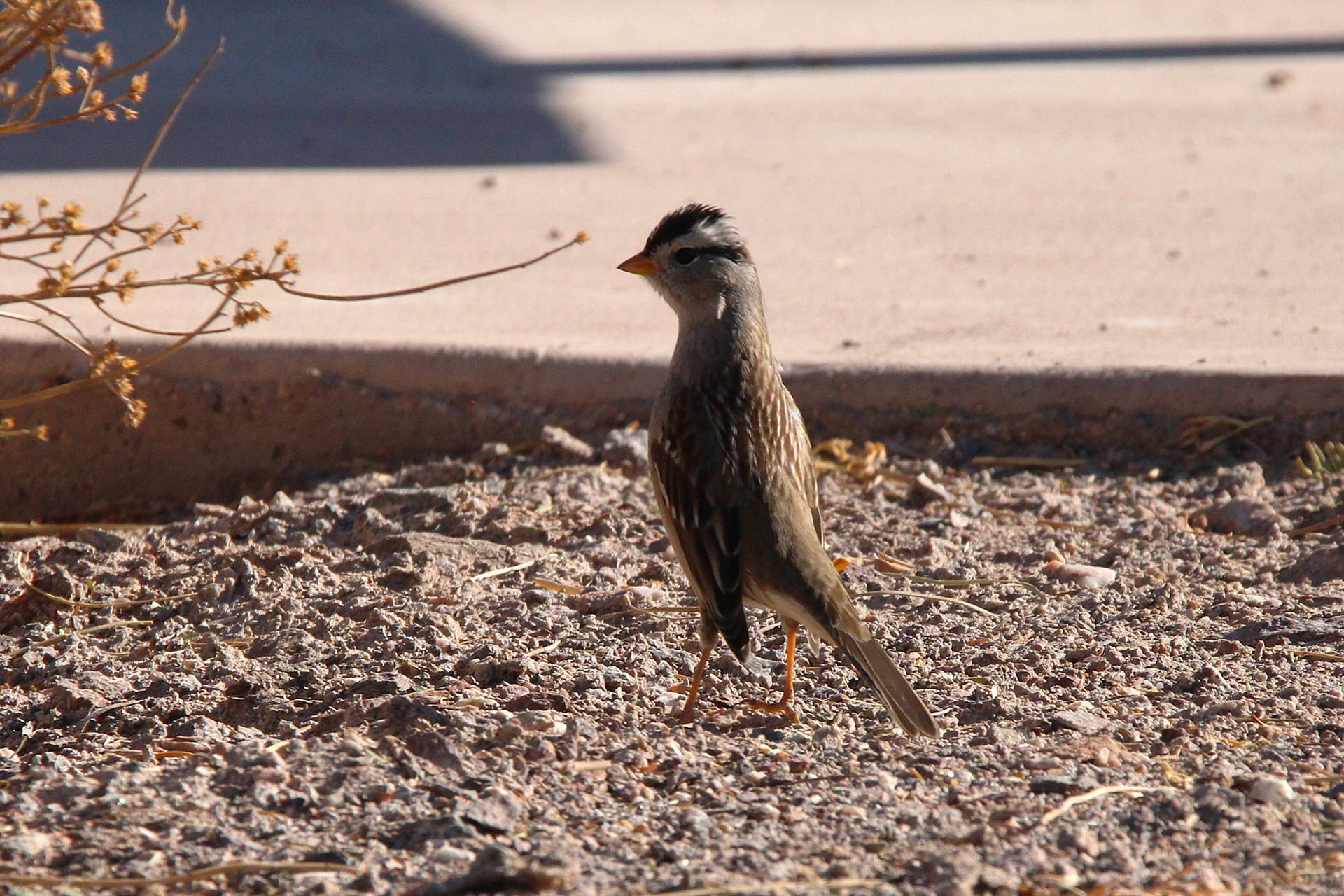 White-crowned Sparrow