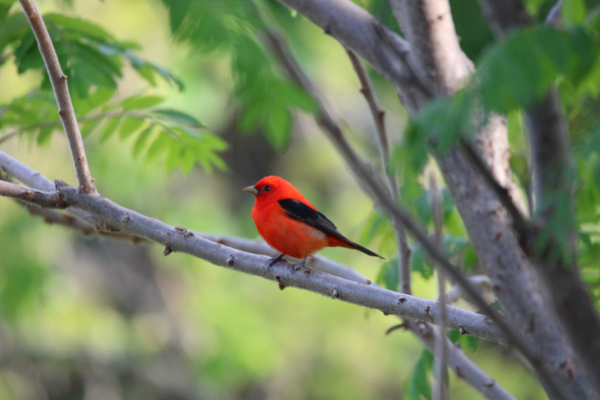 Scarlet Tanager