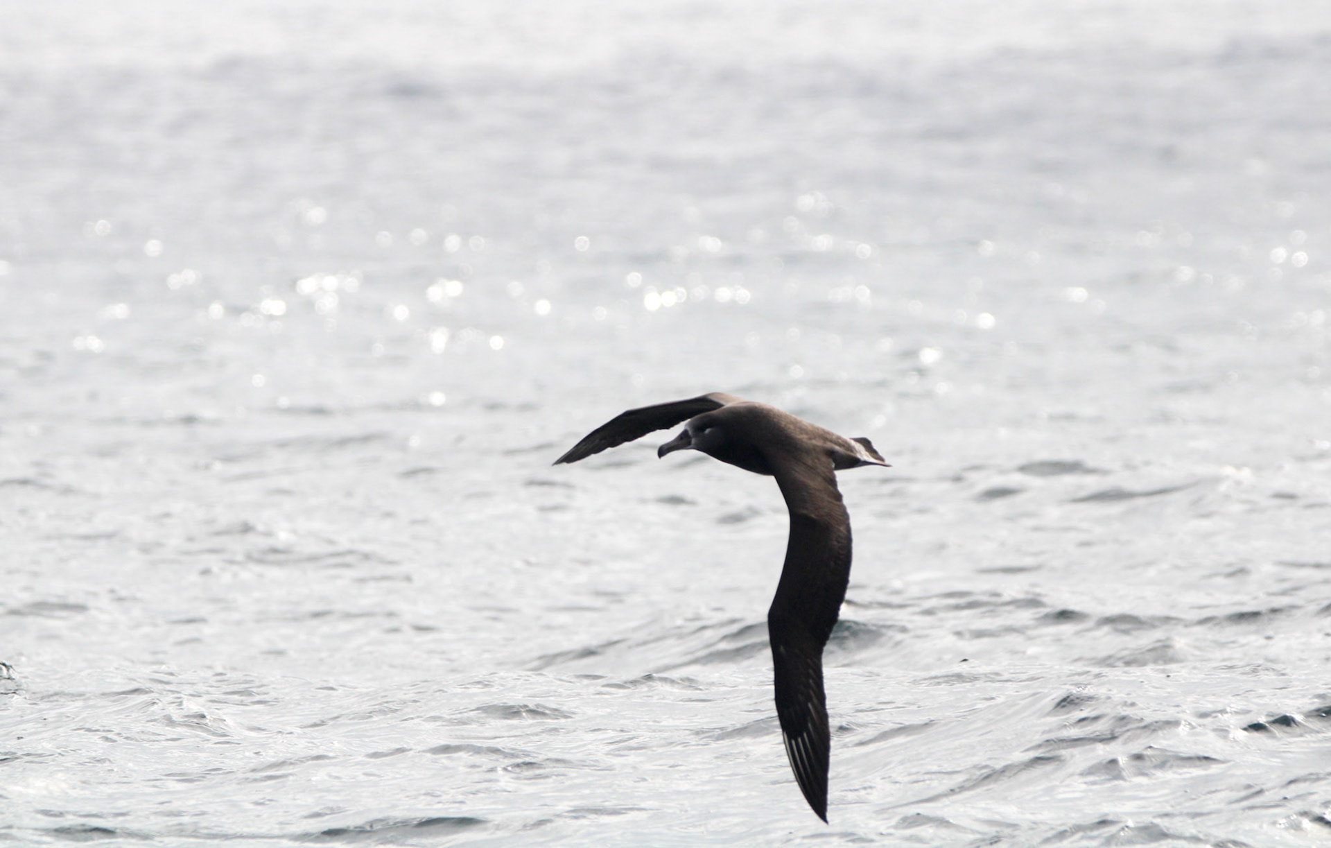 Black-footed Albatross -  Off the coast of Monterey Bay, CA