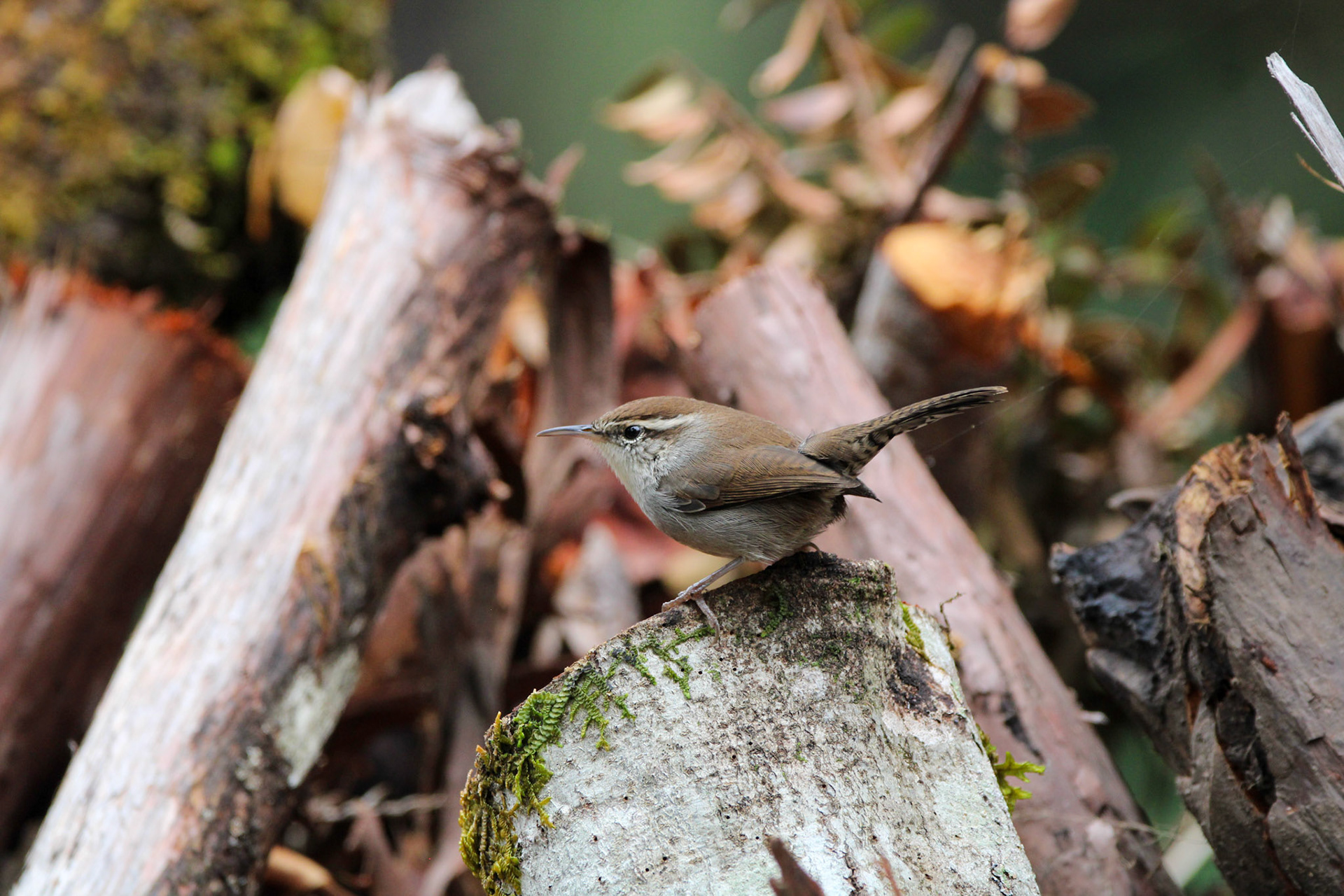 Bewick's Wren - Big Basin Redwoods State Park