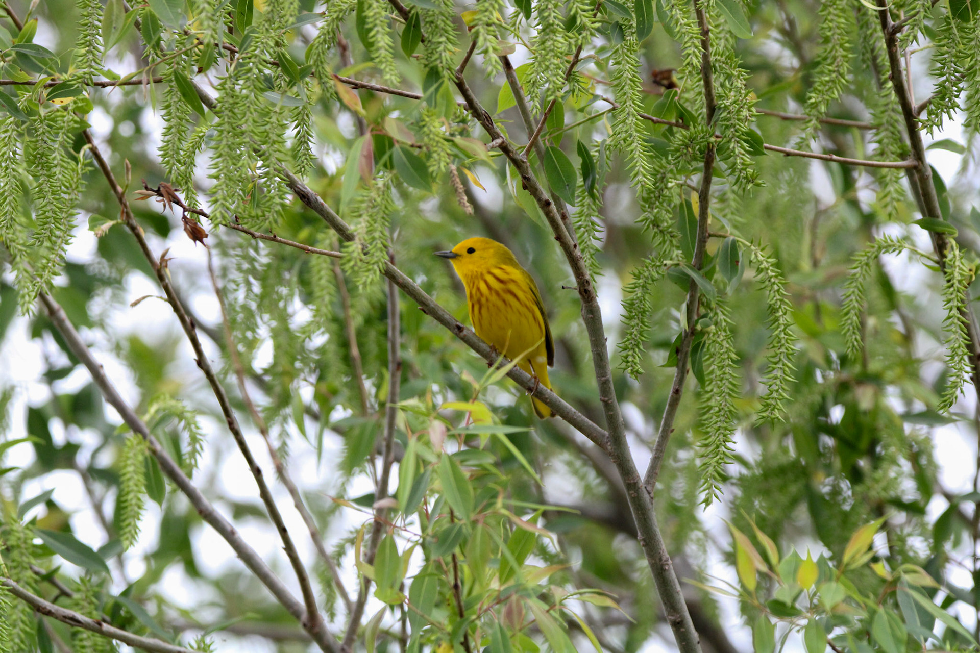 Yellow Warbler
