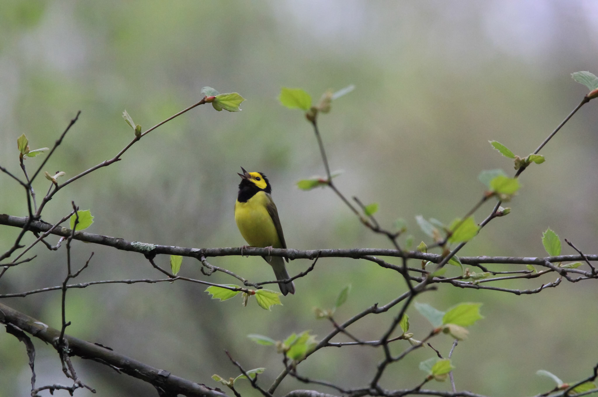 Hooded Warbler