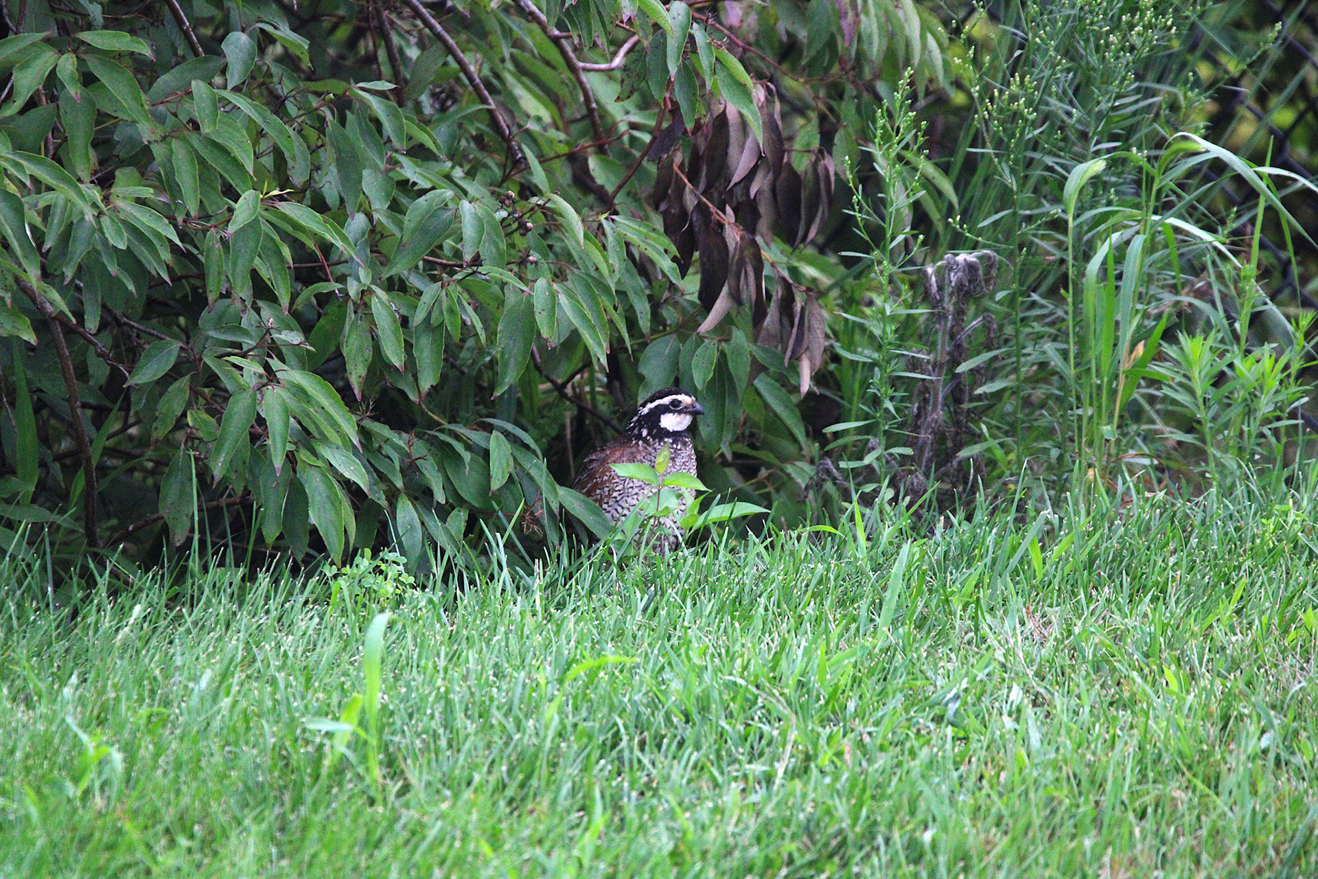 Northern Bobwhite Quail