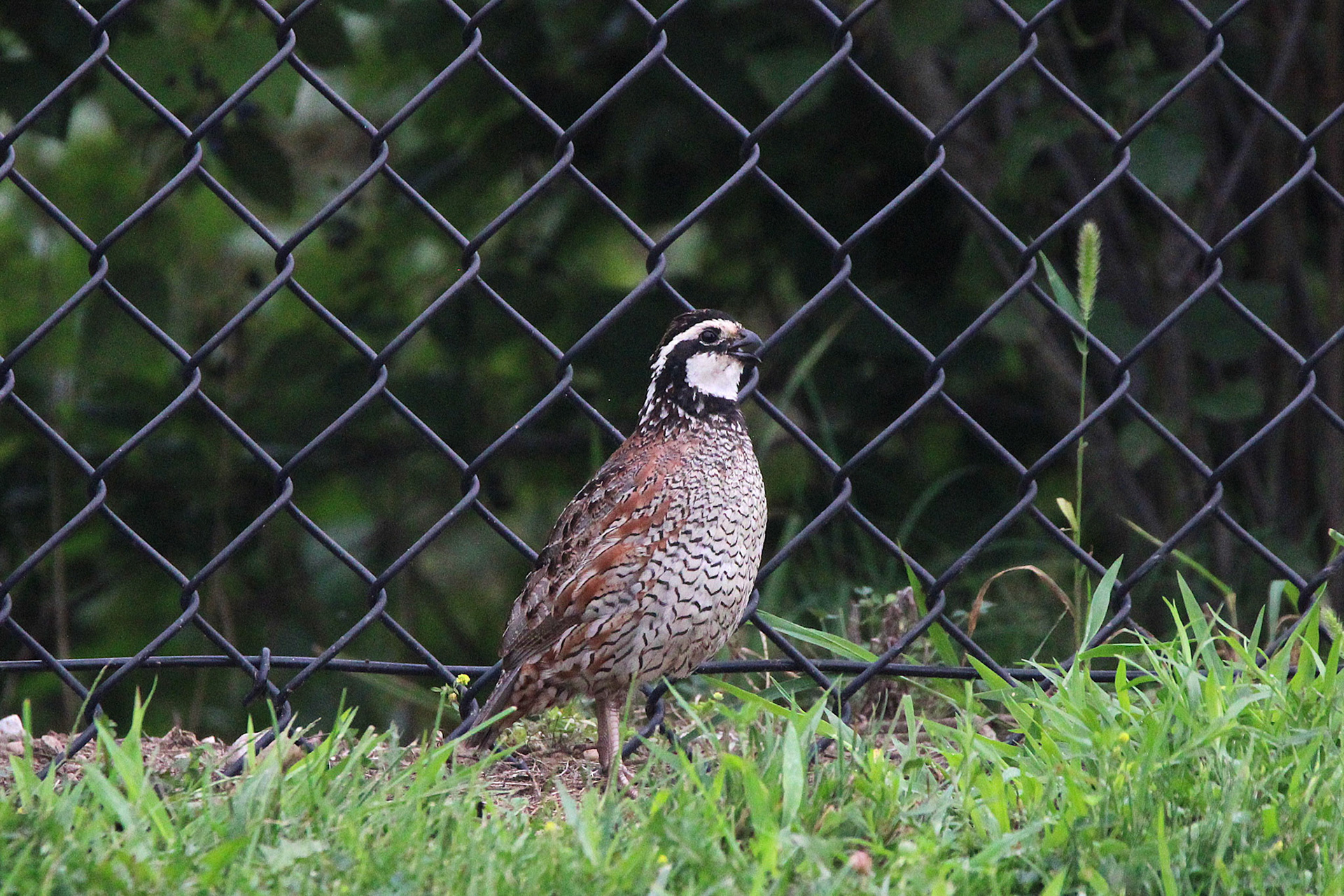Northern Bobwhite Quail