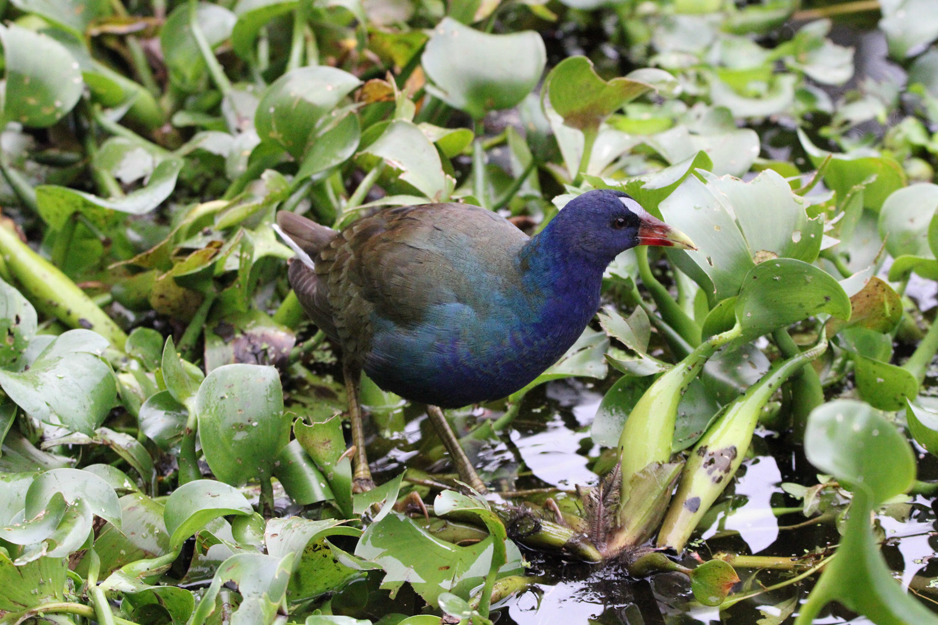 Purple Gallinule