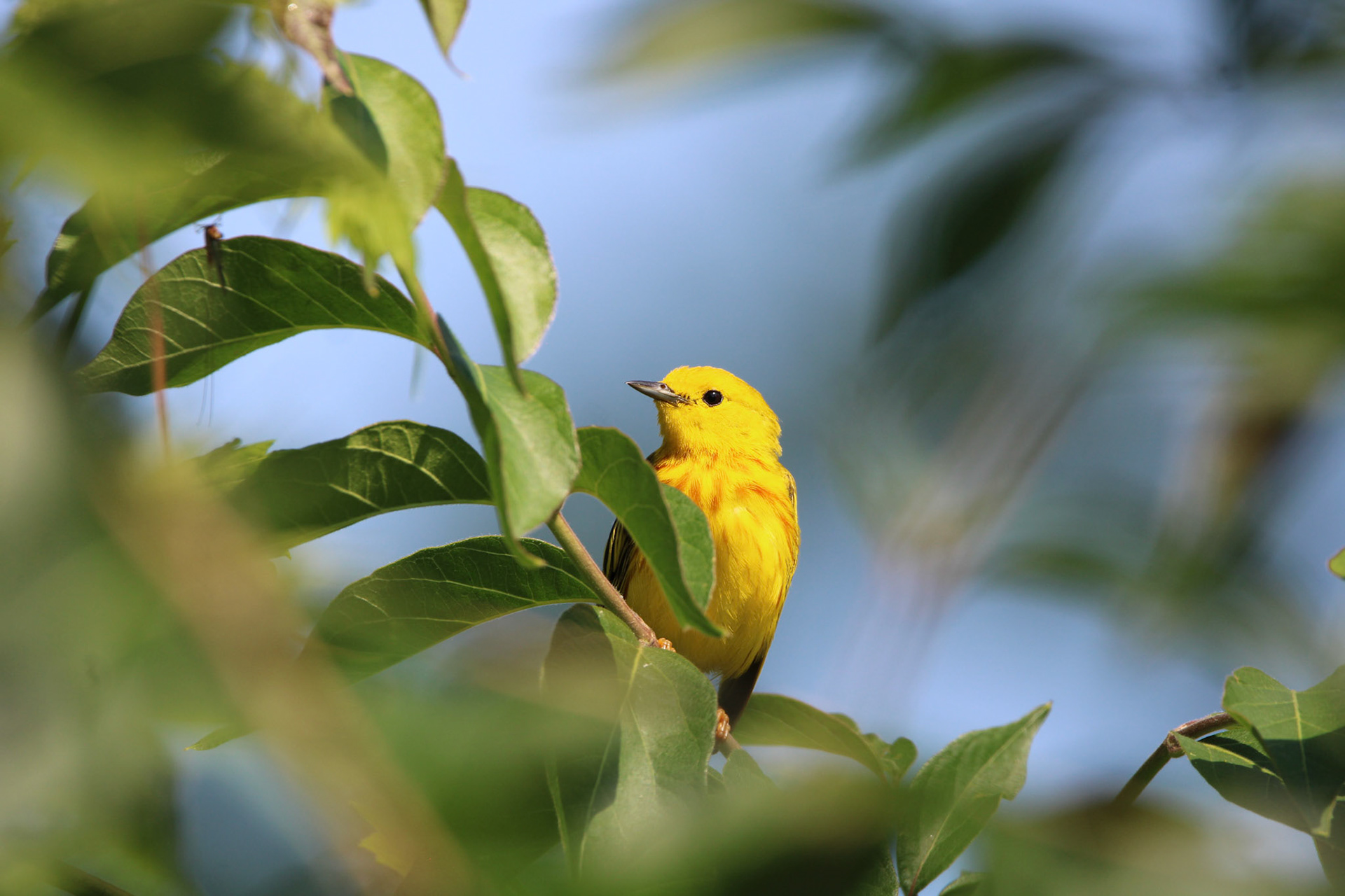 Northern Yellow Warbler - Sterling State Park
