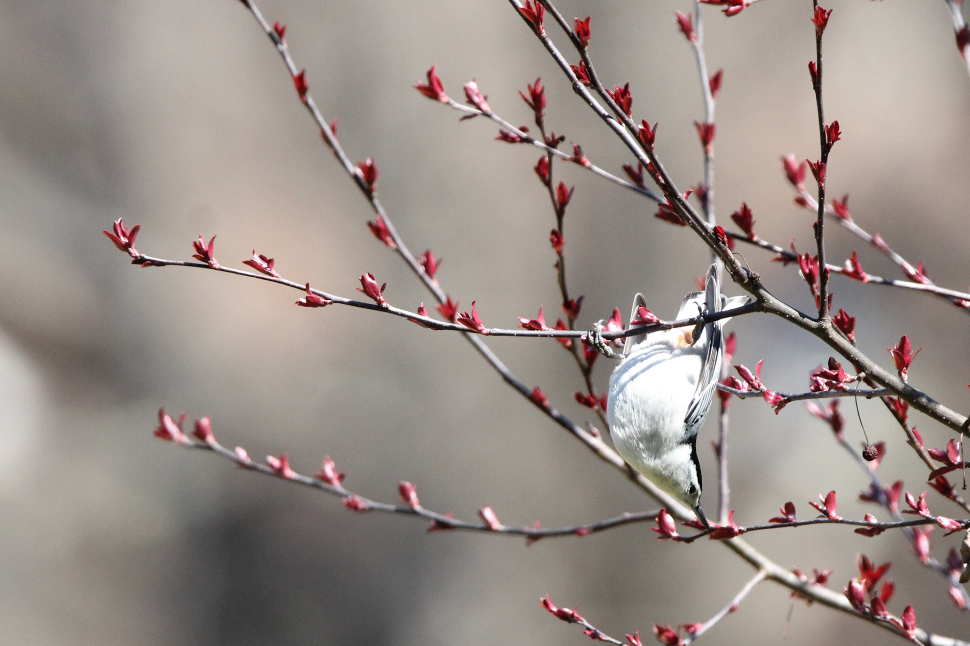 White-breasted Nuthatch