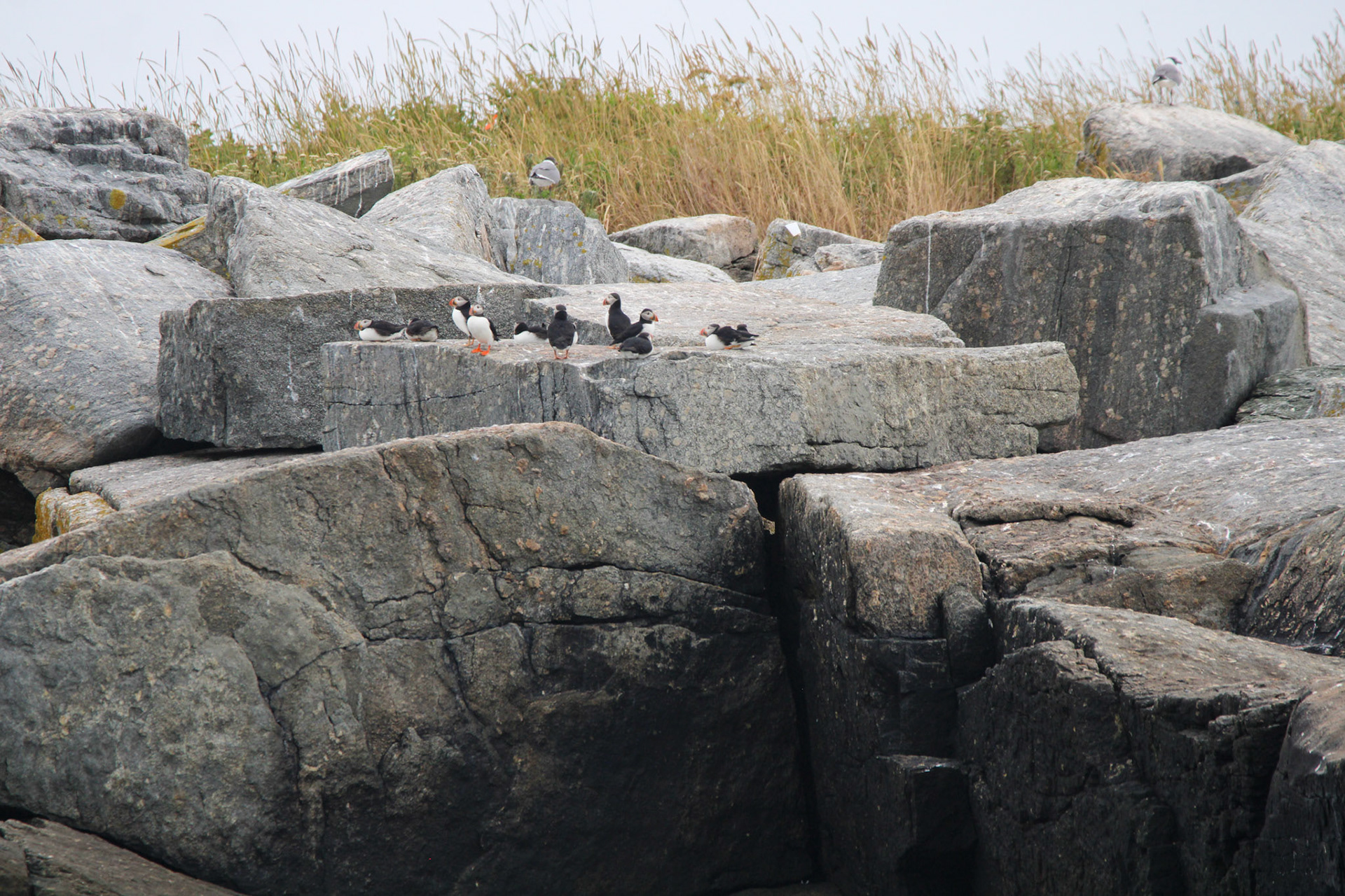 Atlantic Puffin by Ryan