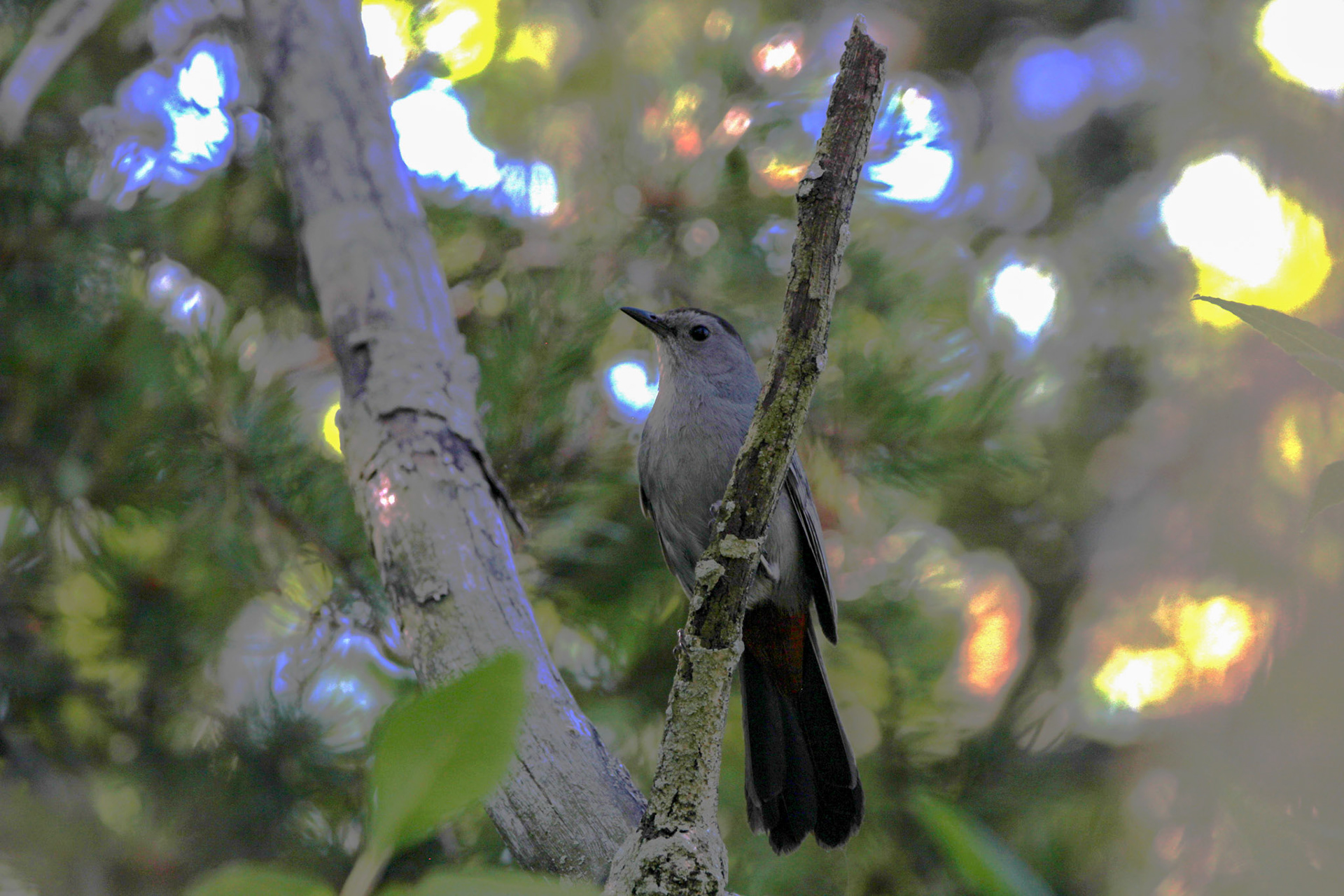 Gray Catbird