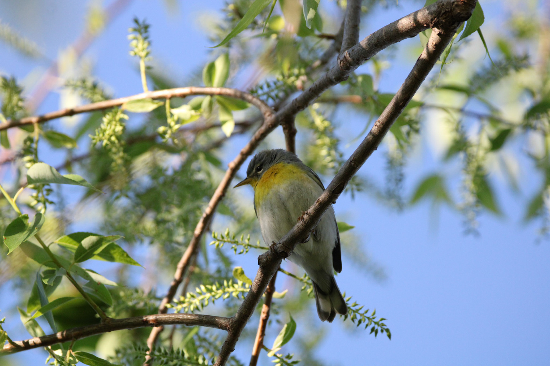 Northern Parula (F)