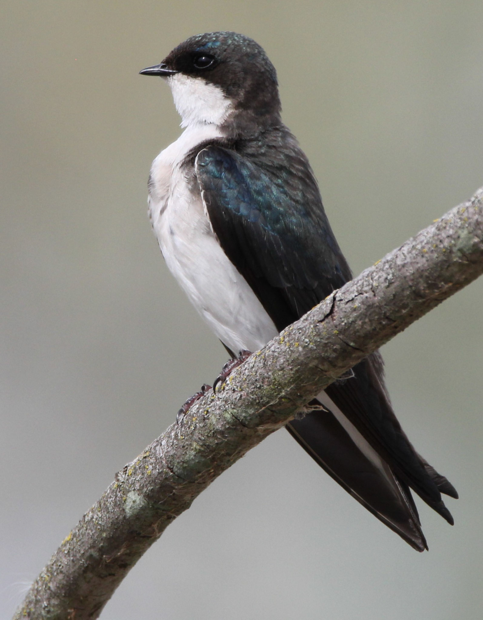 Tree Swallow (F)