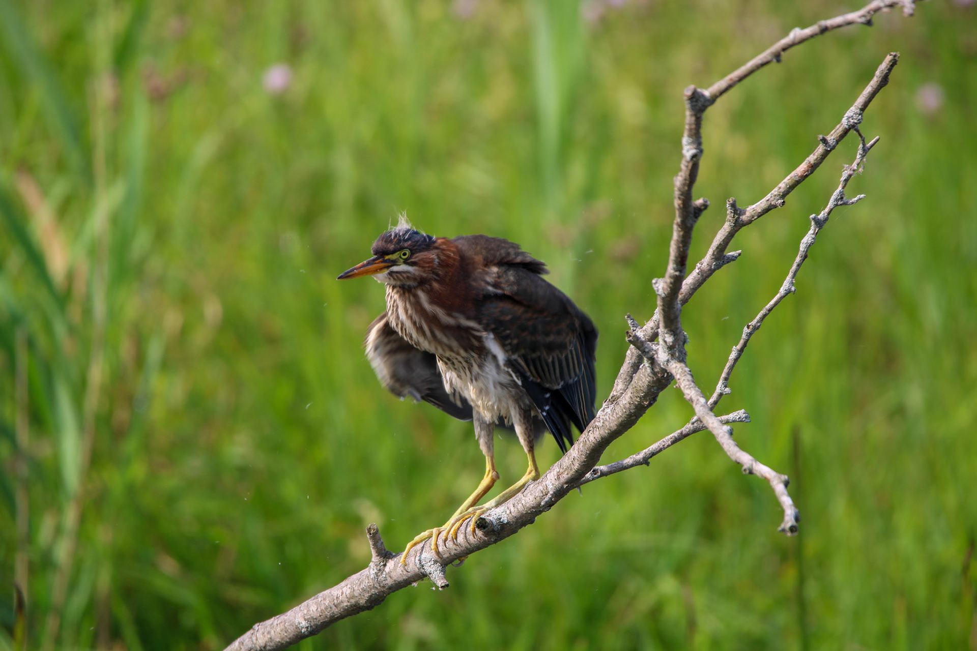 Green Heron