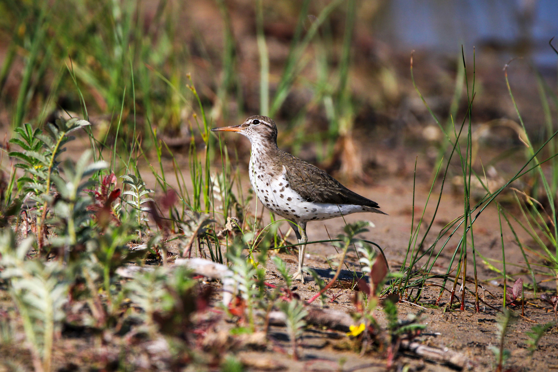 Spotted Sandpiper