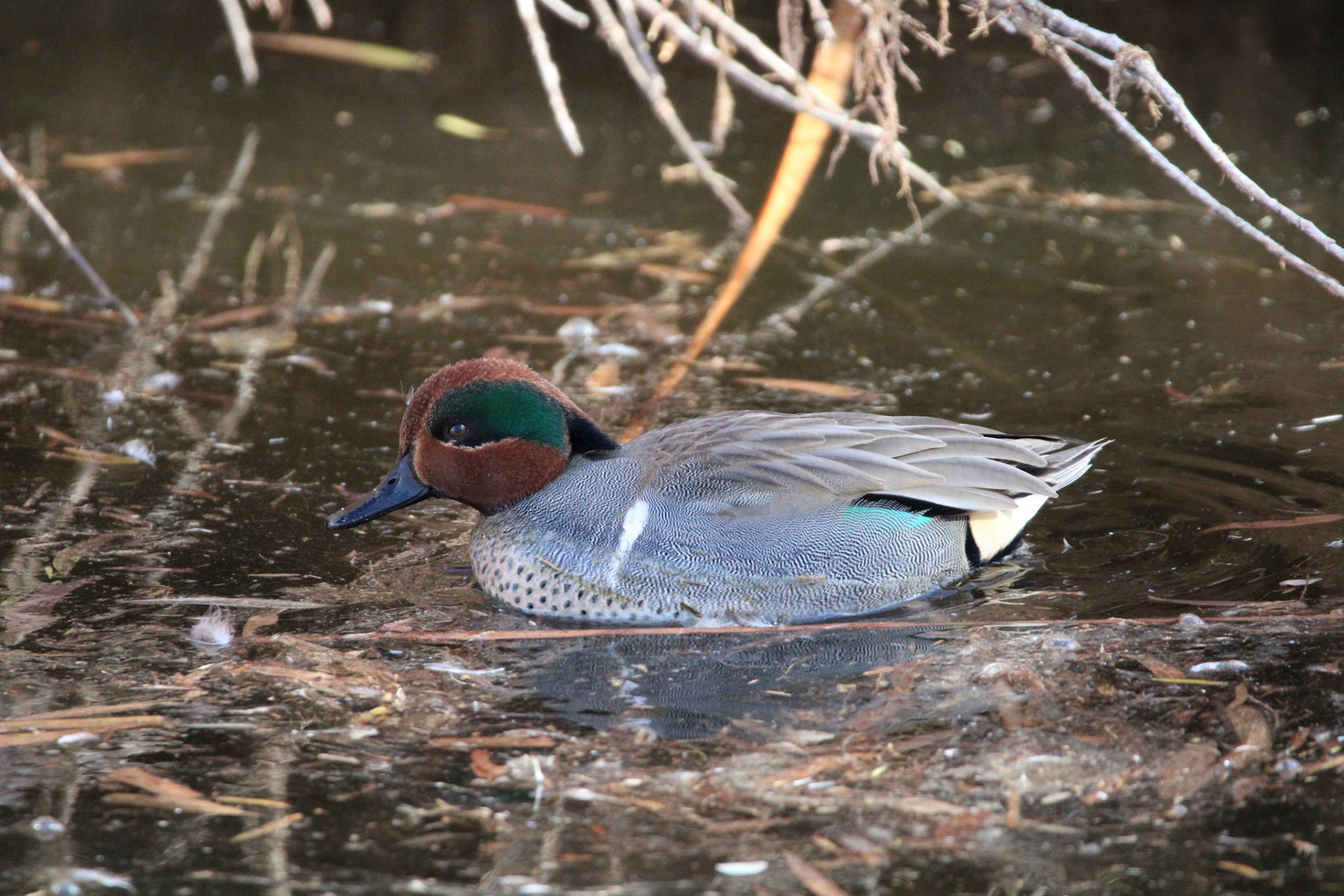 Green-winged Teal