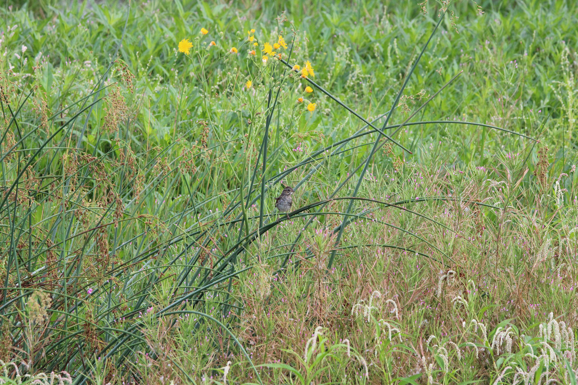 Unidentified Sparrow