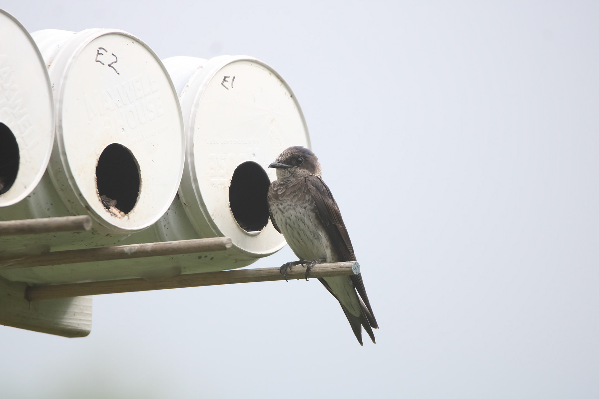 Purple Martin